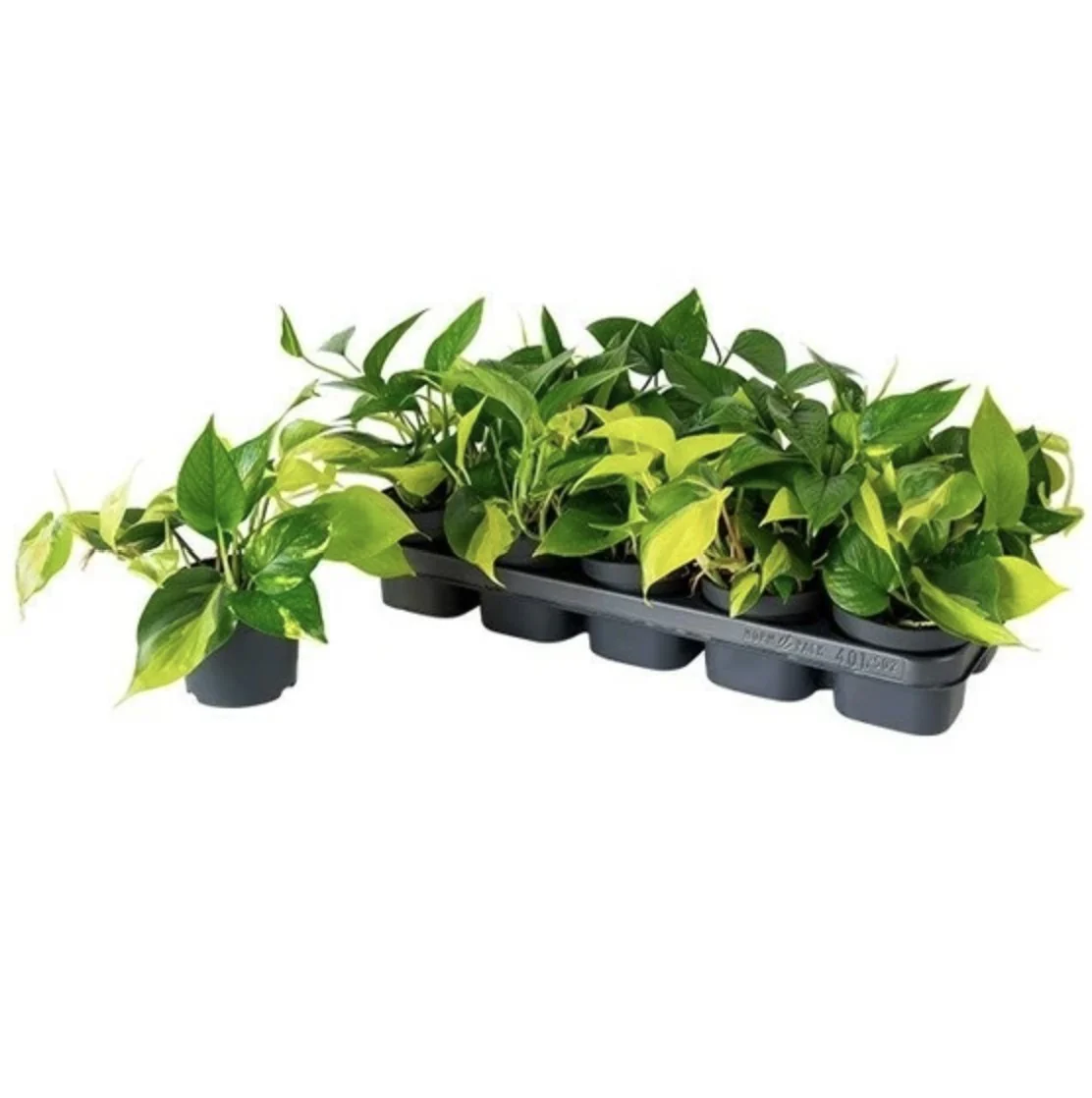 *New* Devil's Ivy | Tricolour | Golden Pothos - Image 2