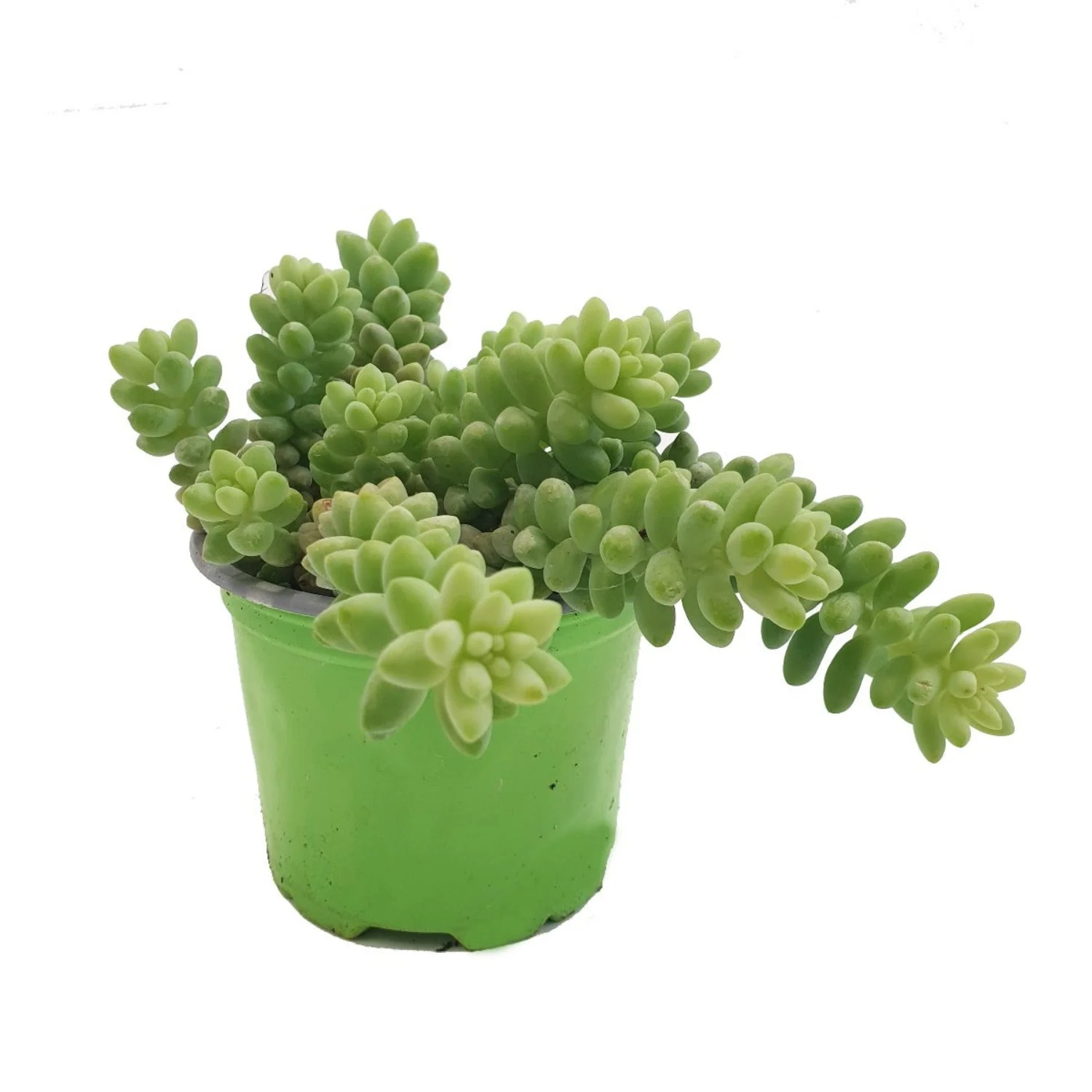 Donkey's Tail | Burrito - Image 3