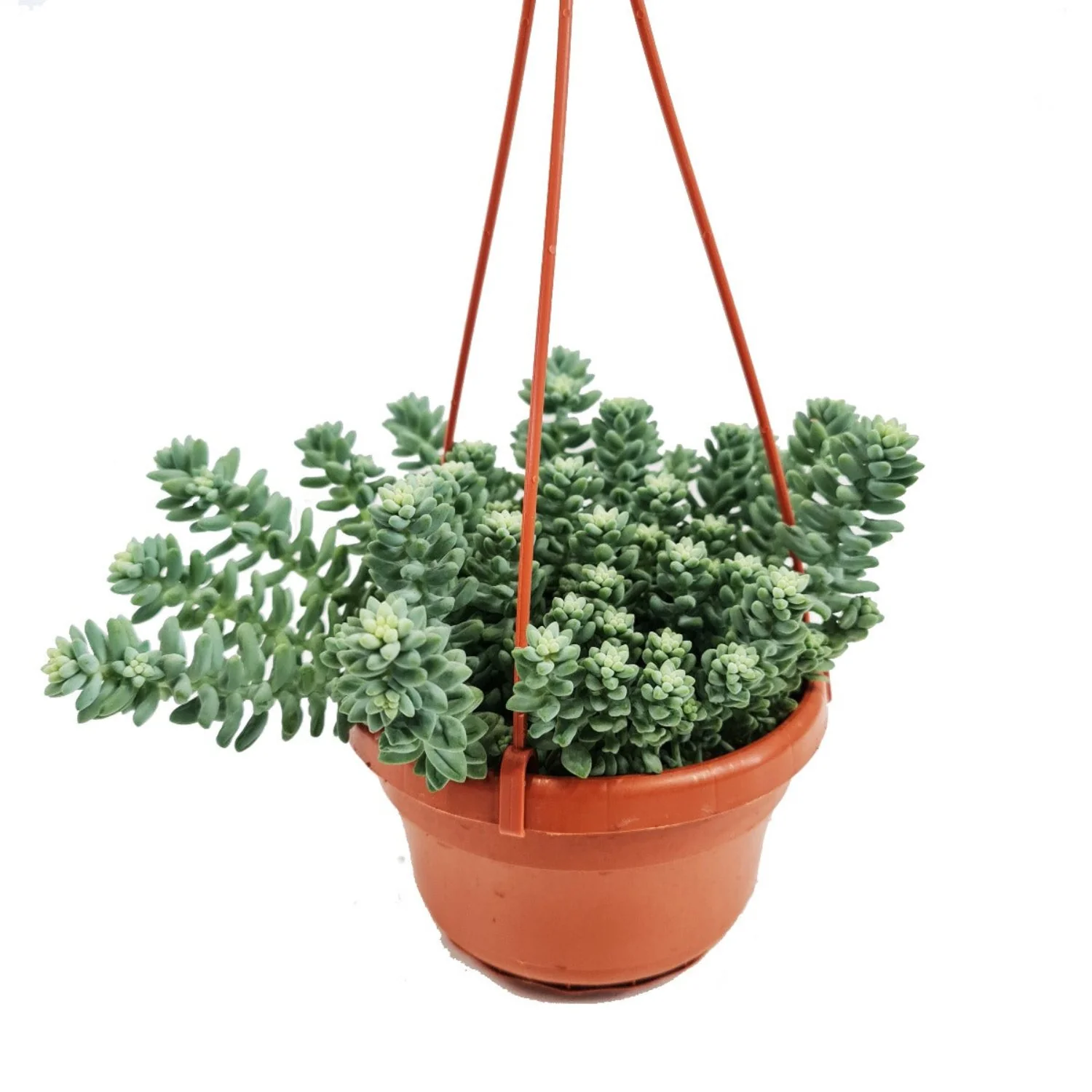 Donkey's Tail | Burrito - Image 4