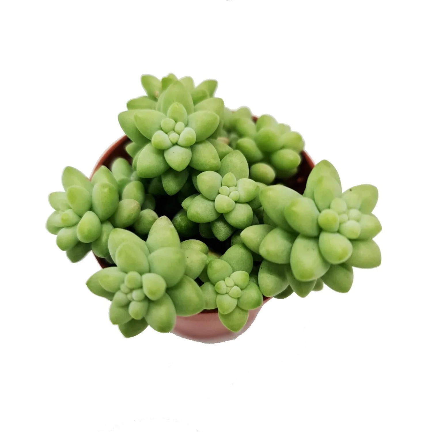 Donkey's Tail | Burrito - Image 6