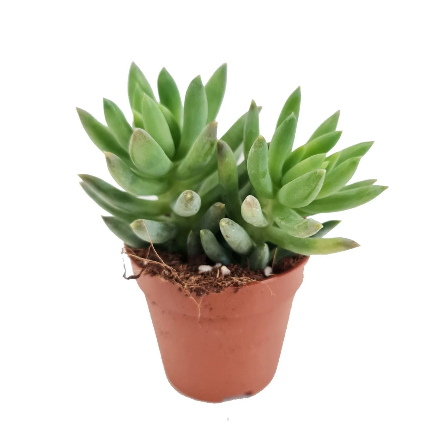 Donkey's Tail | Morgan - Image 3