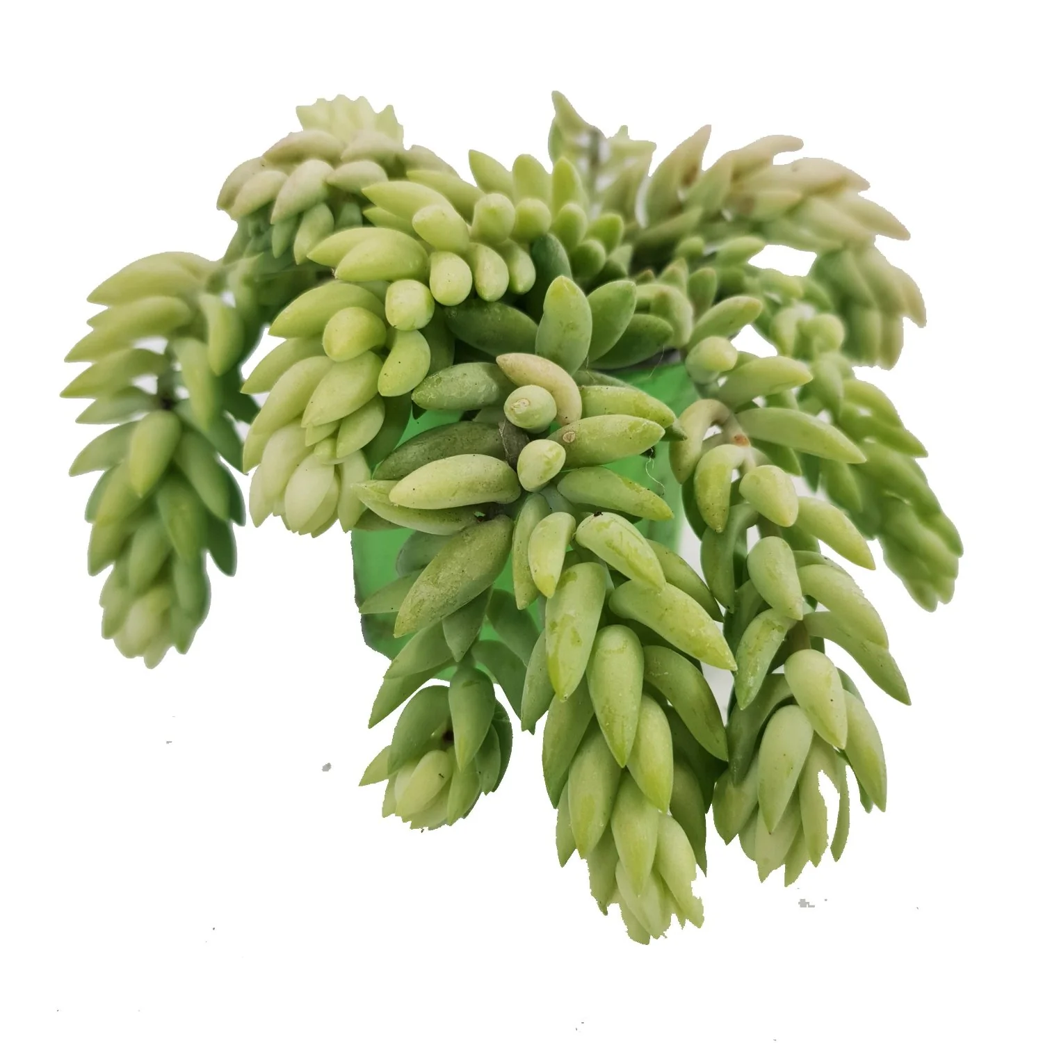 Donkey's Tail | Morgan - Image 4