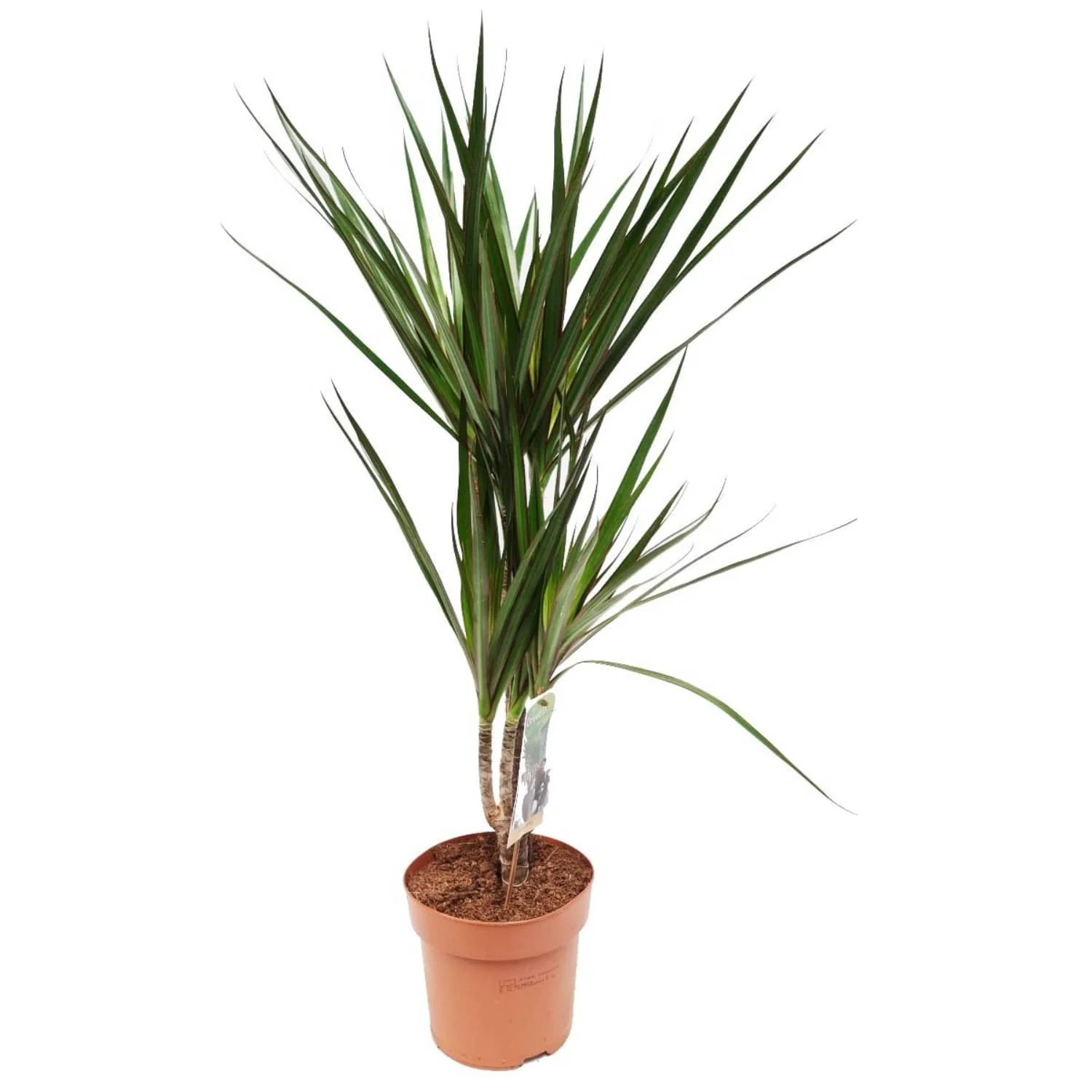 Dragon Tree | Marginata - Image 3