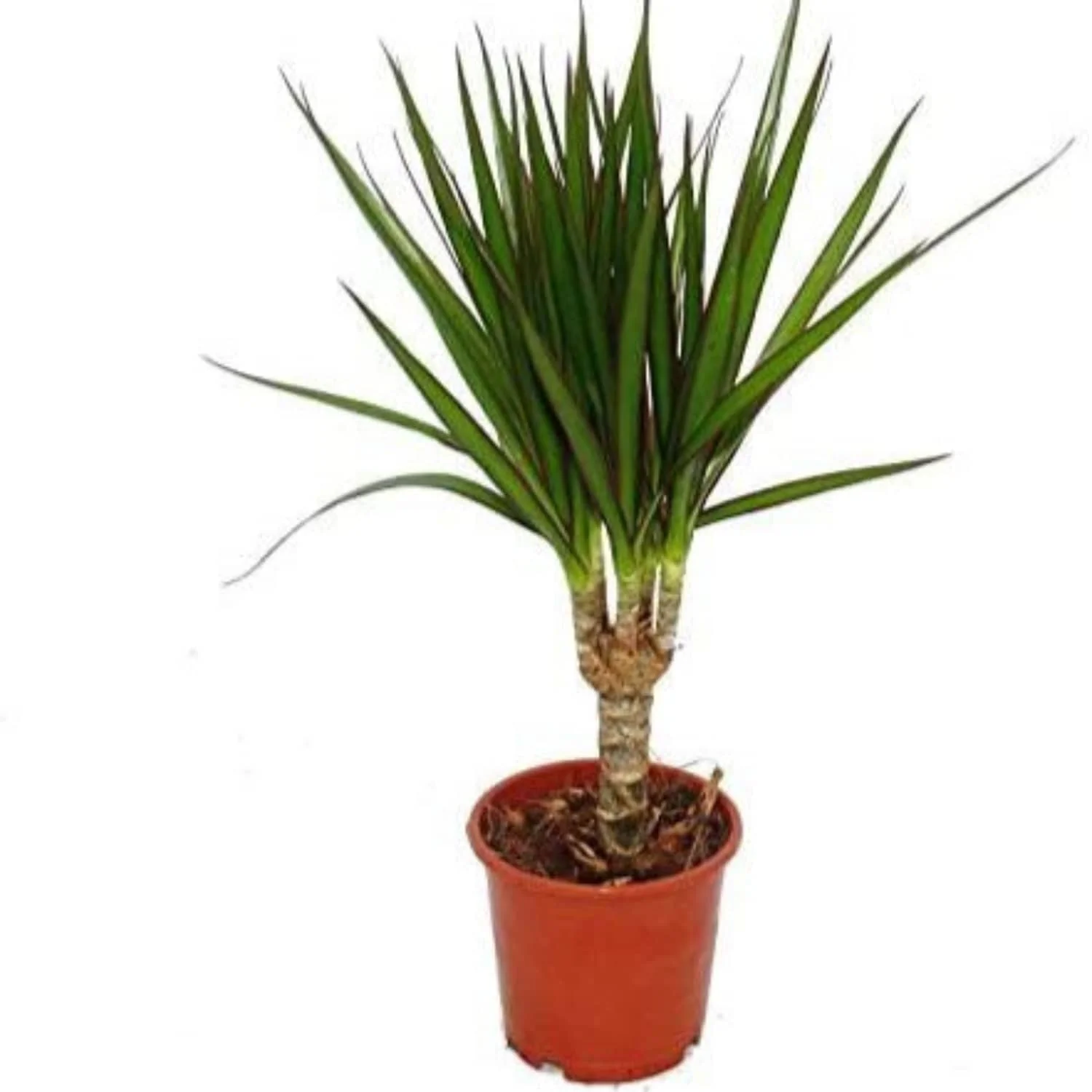 Dragon Tree | Marginata - Image 4