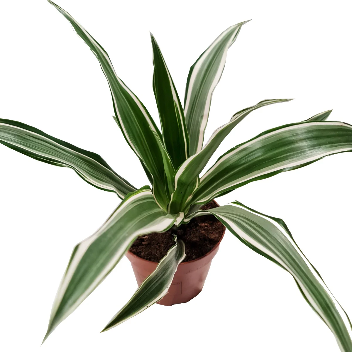 Dragon Tree | White Stripe - Image 3