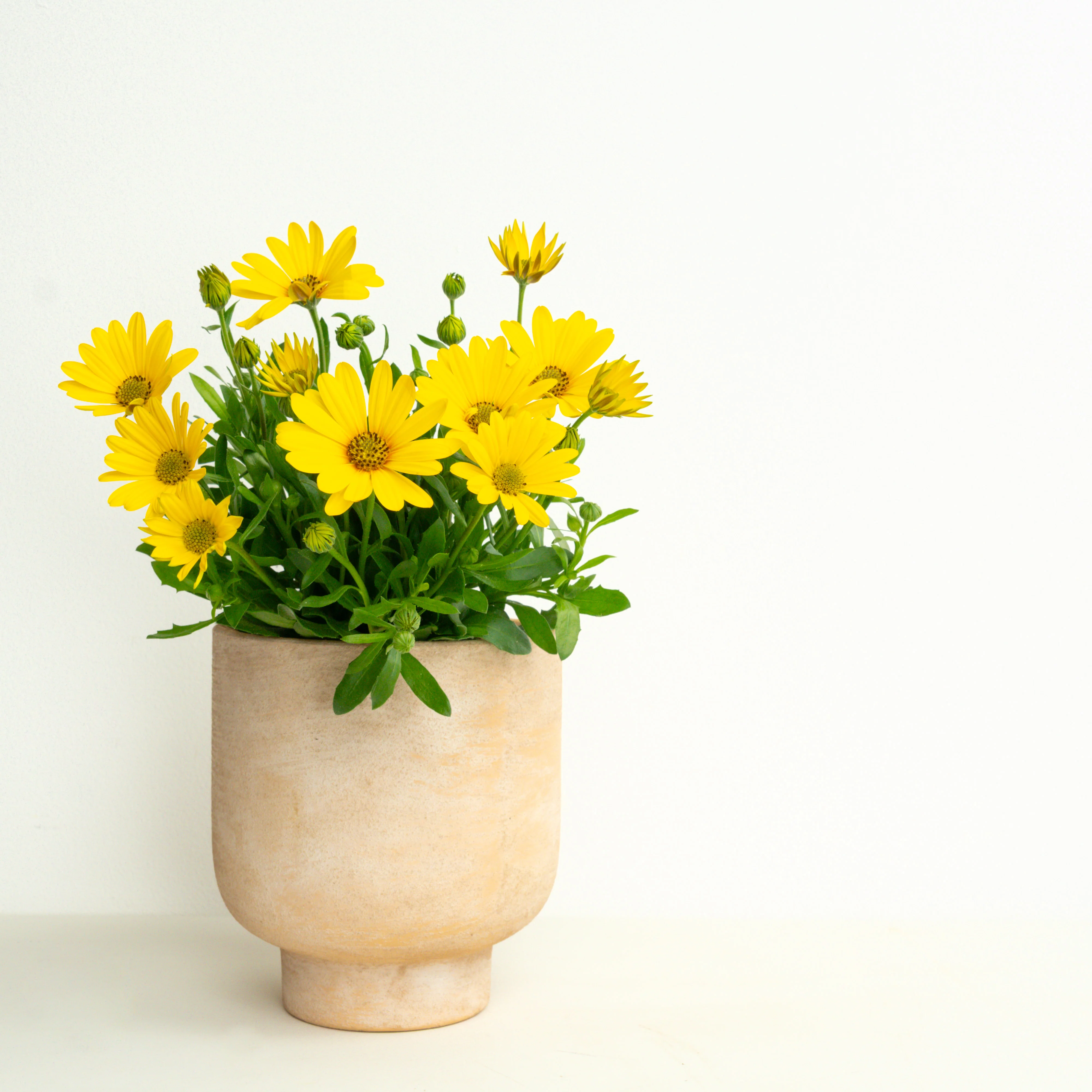 Sunshine | Garden Bundle - Image 4