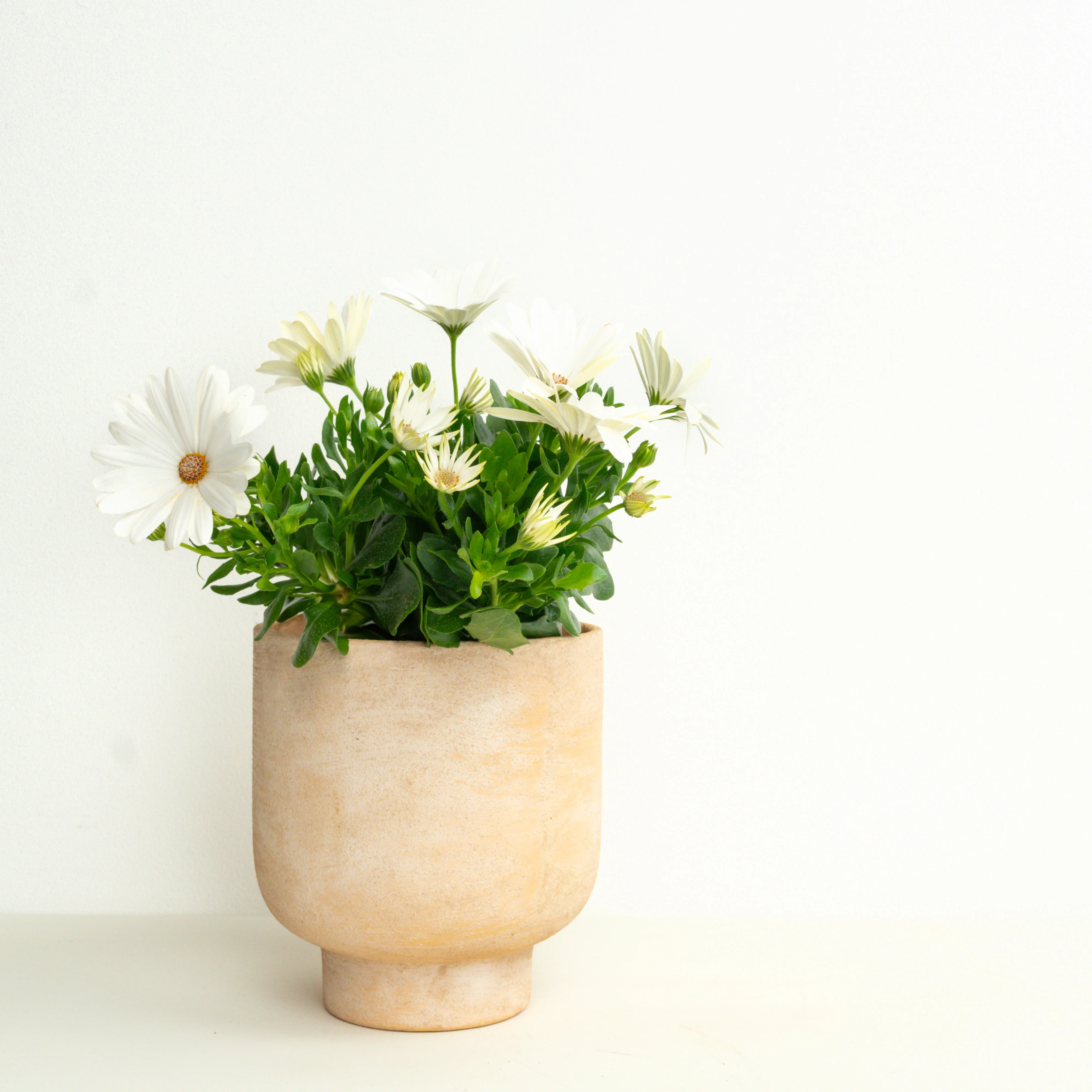 Neutral Boho | Garden Bundle - Image 2