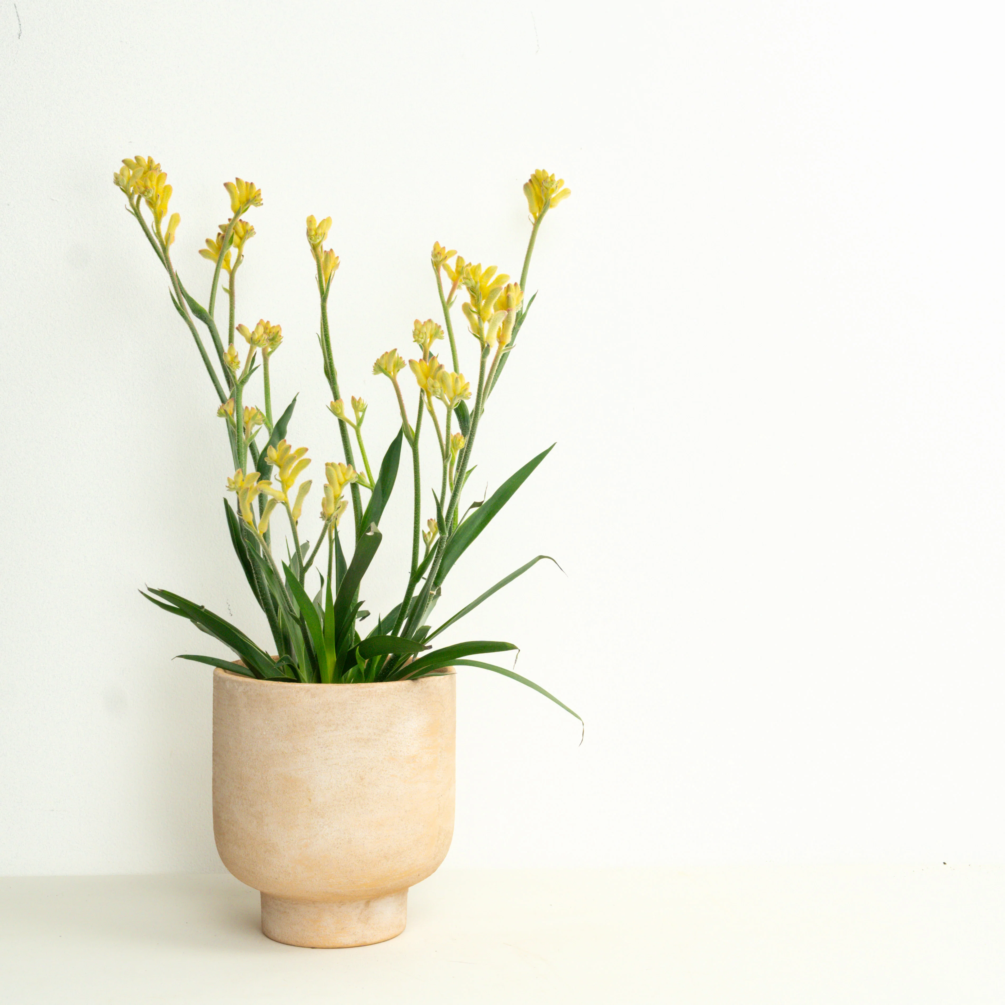 Wild Geometry | Garden Bundle - Image 2