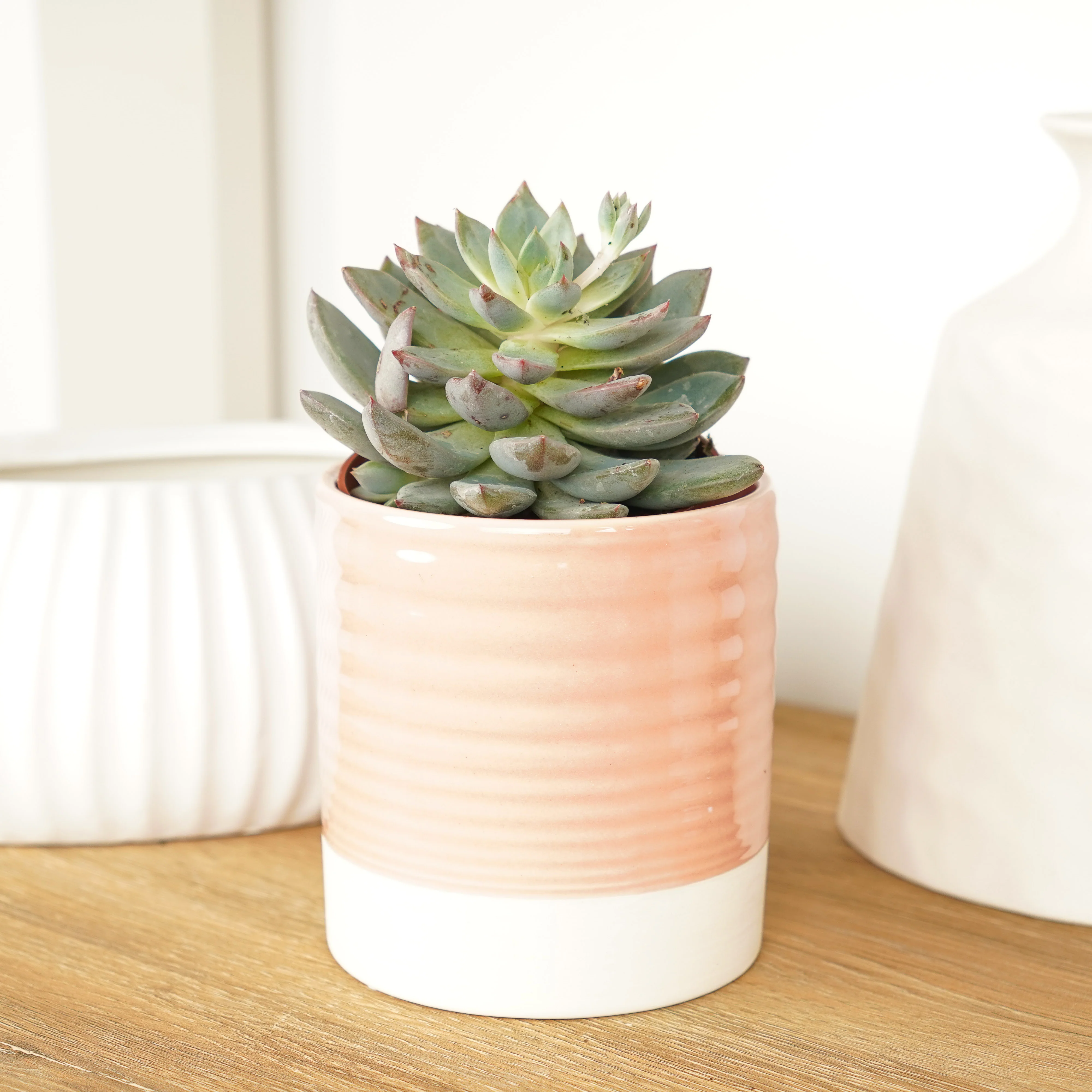 Echeveria | Florence