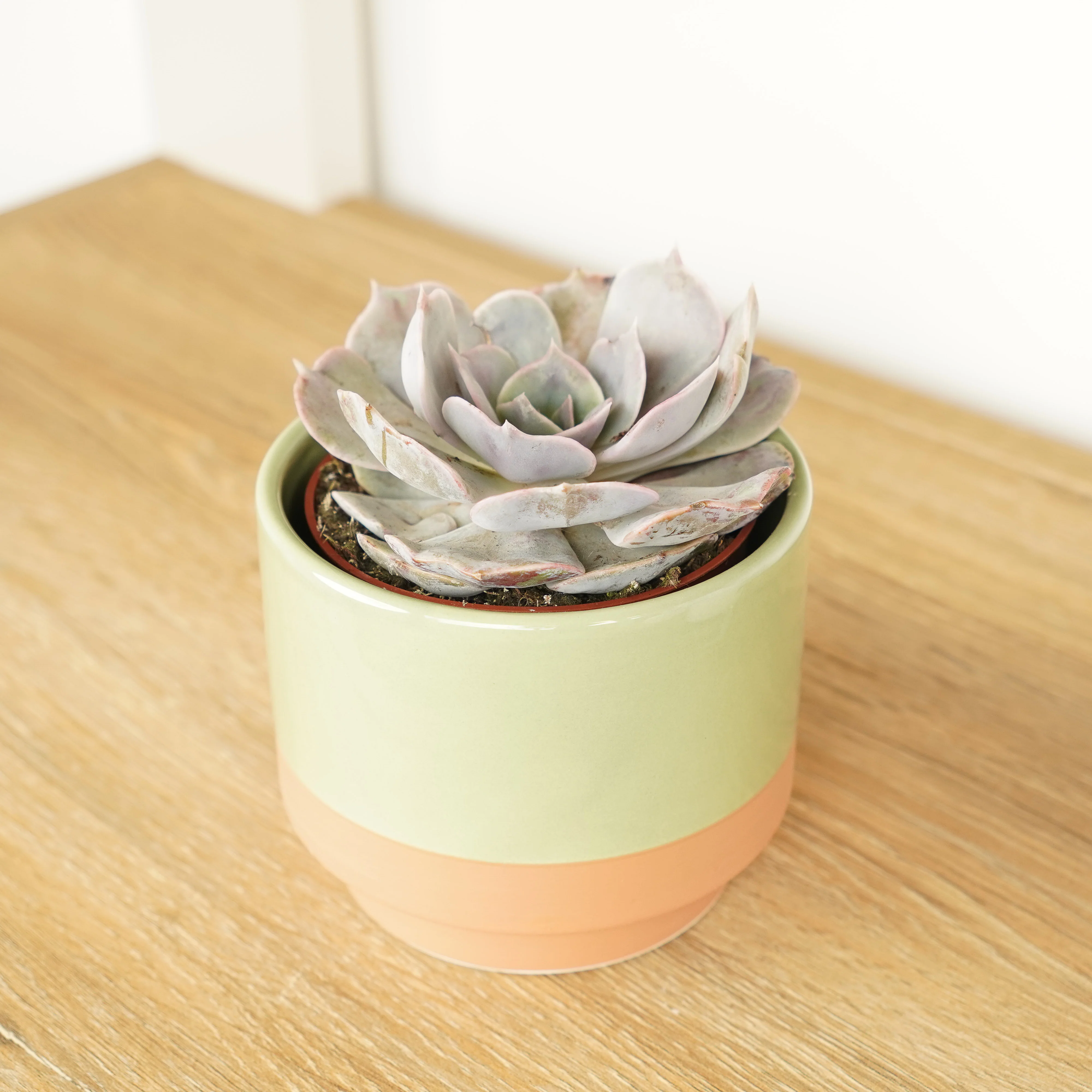 Echeveria | Grace - Image 2