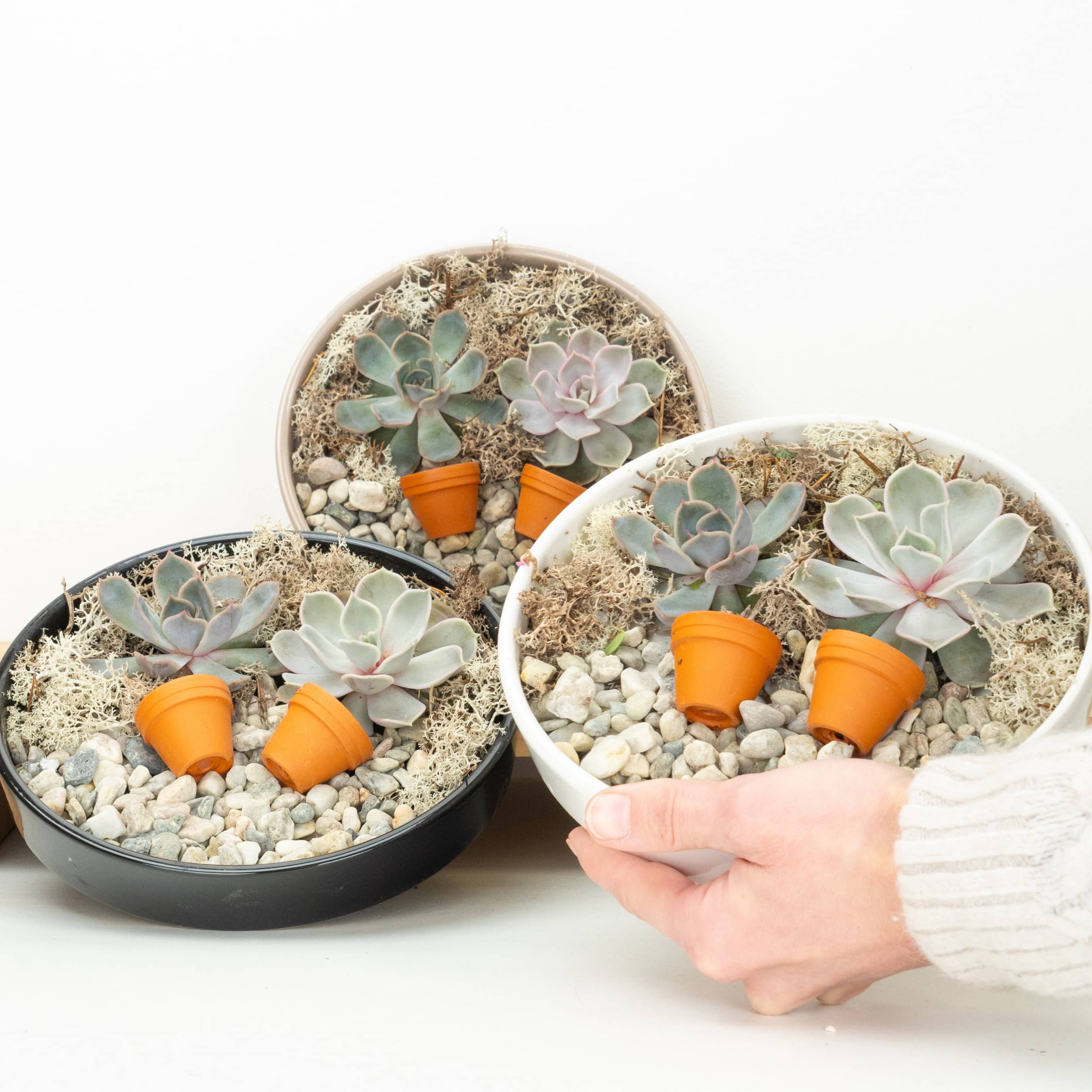 Echeveria Unrooted Plate - Image 2
