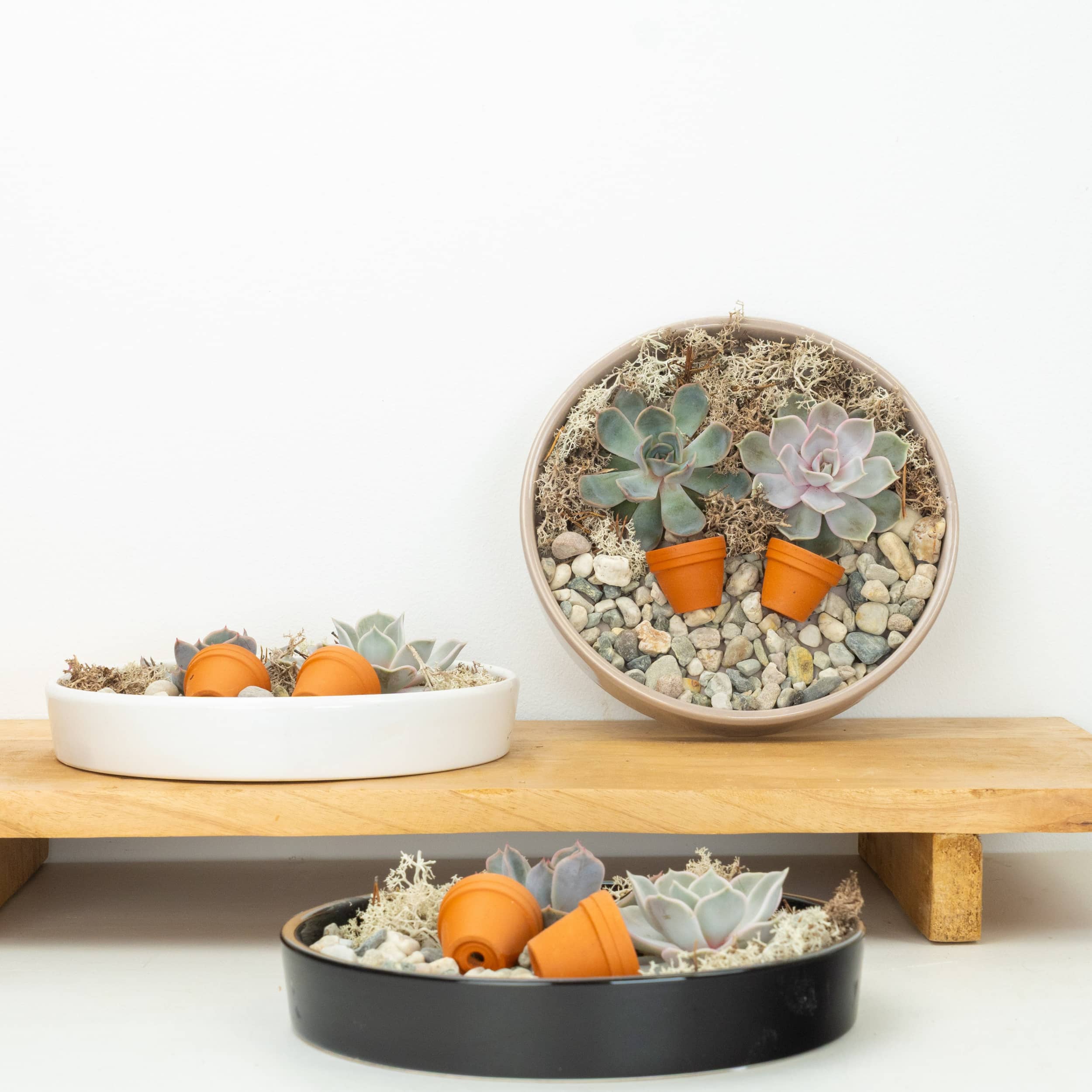Echeveria Unrooted Plate - Image 3