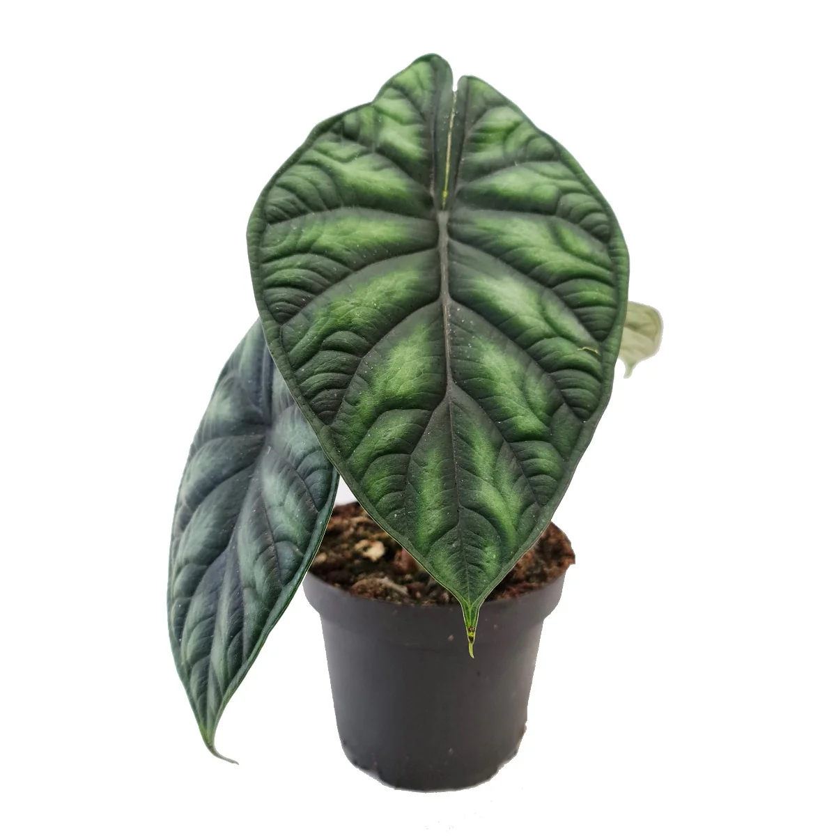 Elephant Ear | Dragon Scale | Rare Plant - Image 3