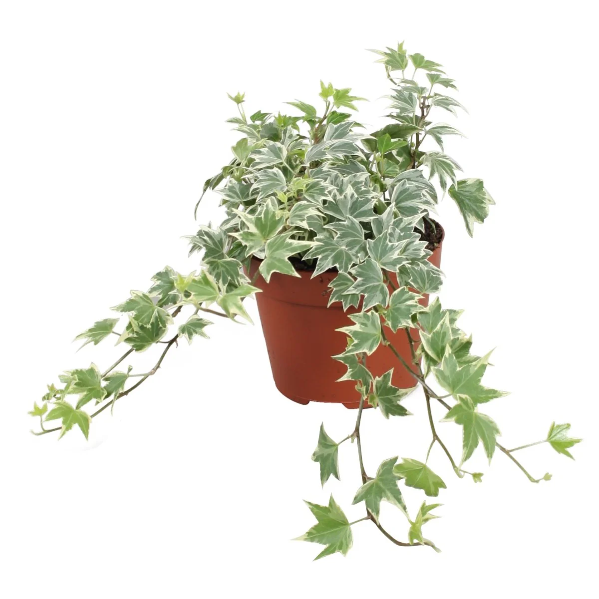 English Ivy | White Ripple - Image 2