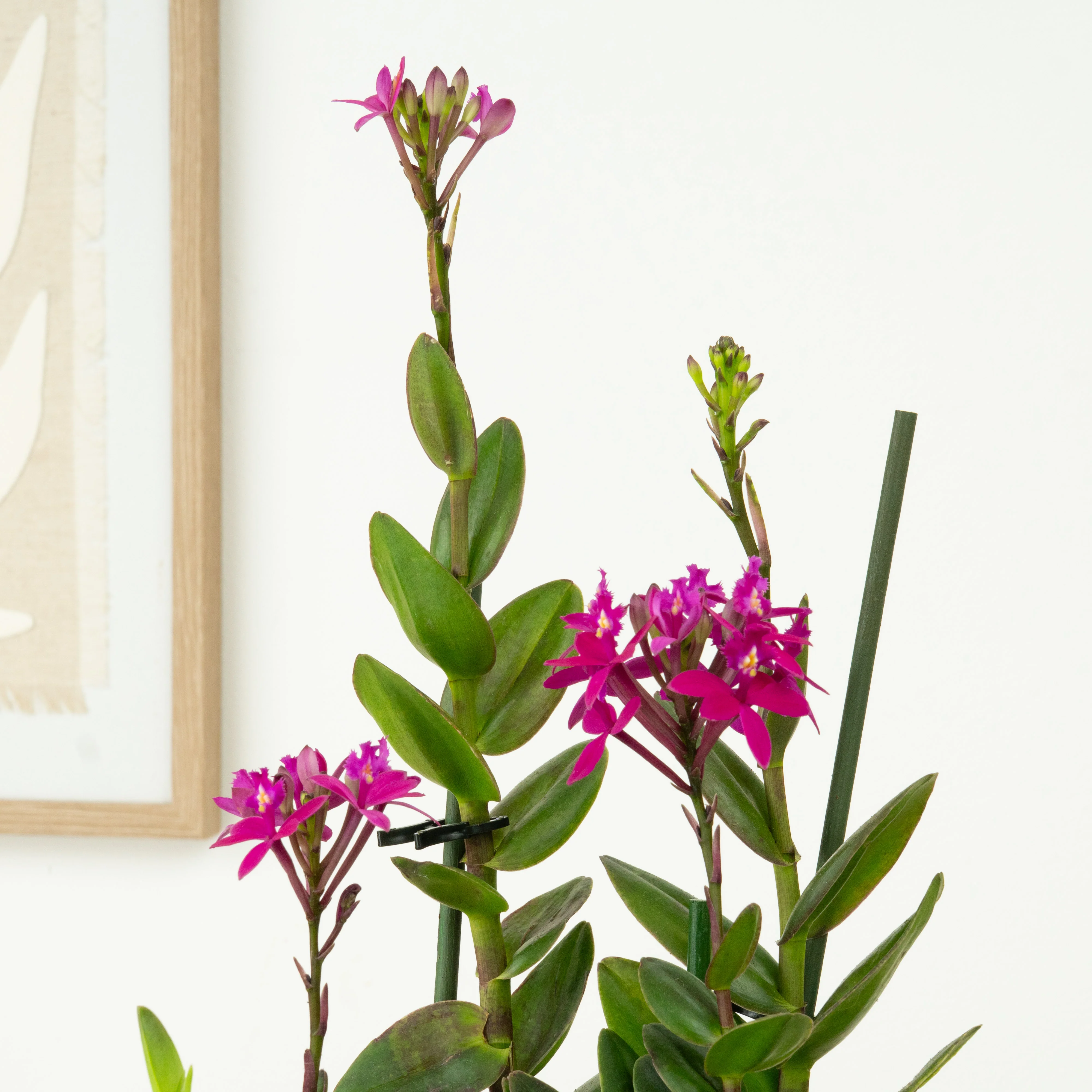Epidendrum Ibaguense Plum - Image 2