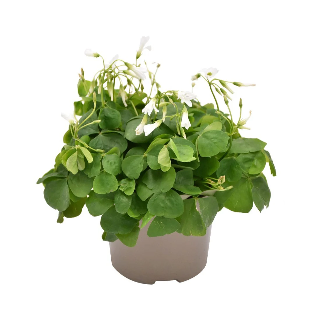 False Shamrock | Green
