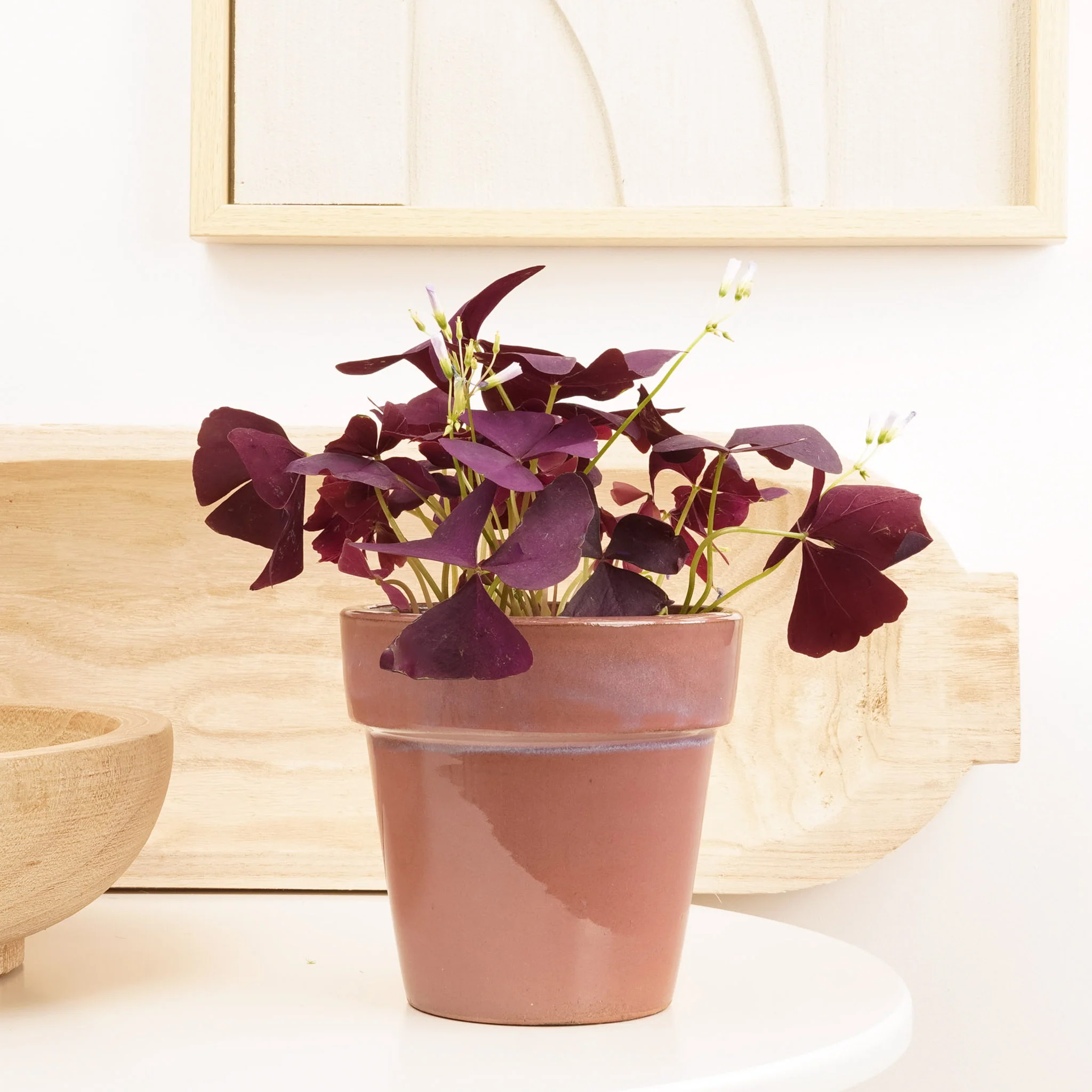 False Shamrock | Purple - Image 2