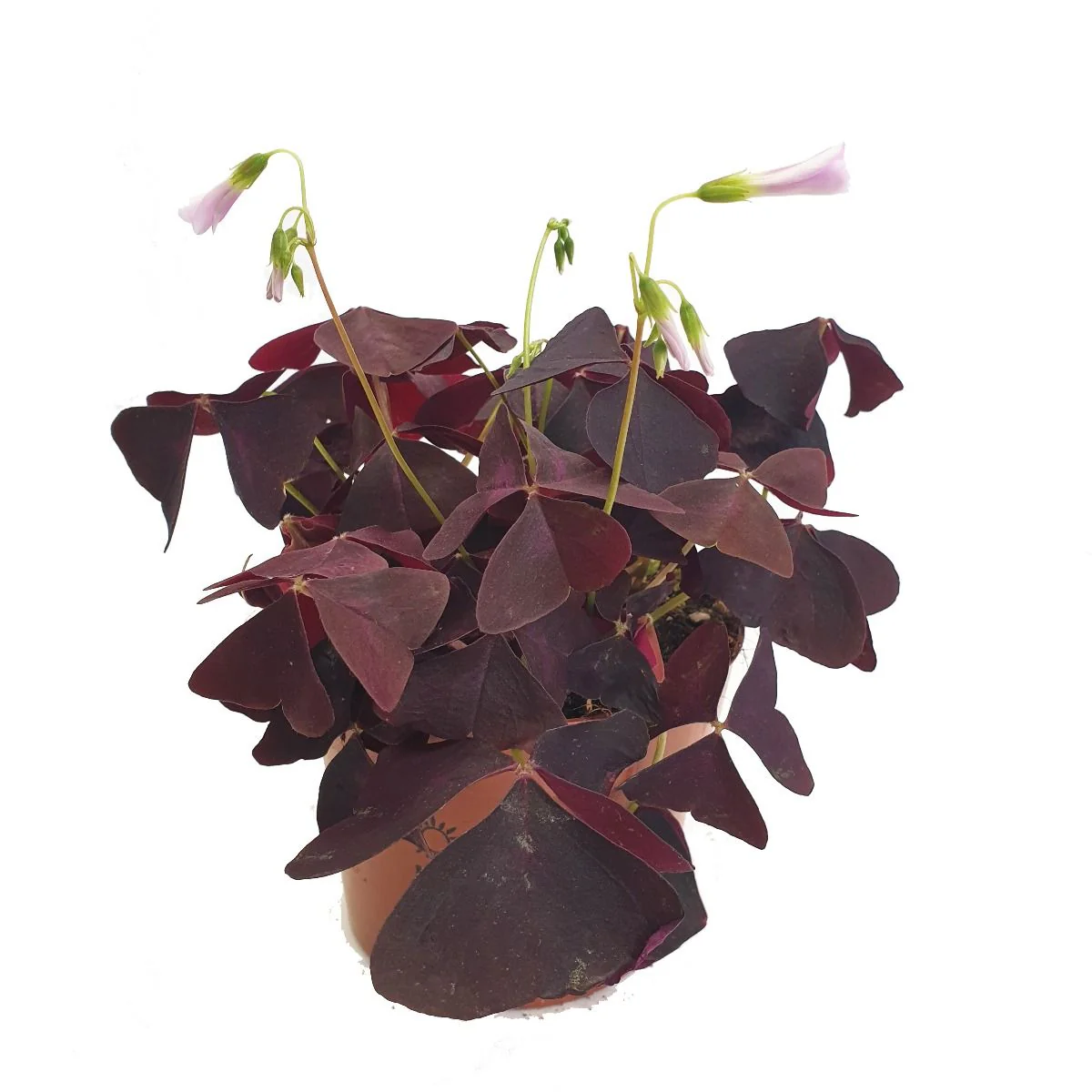 False Shamrock | Purple - Image 3