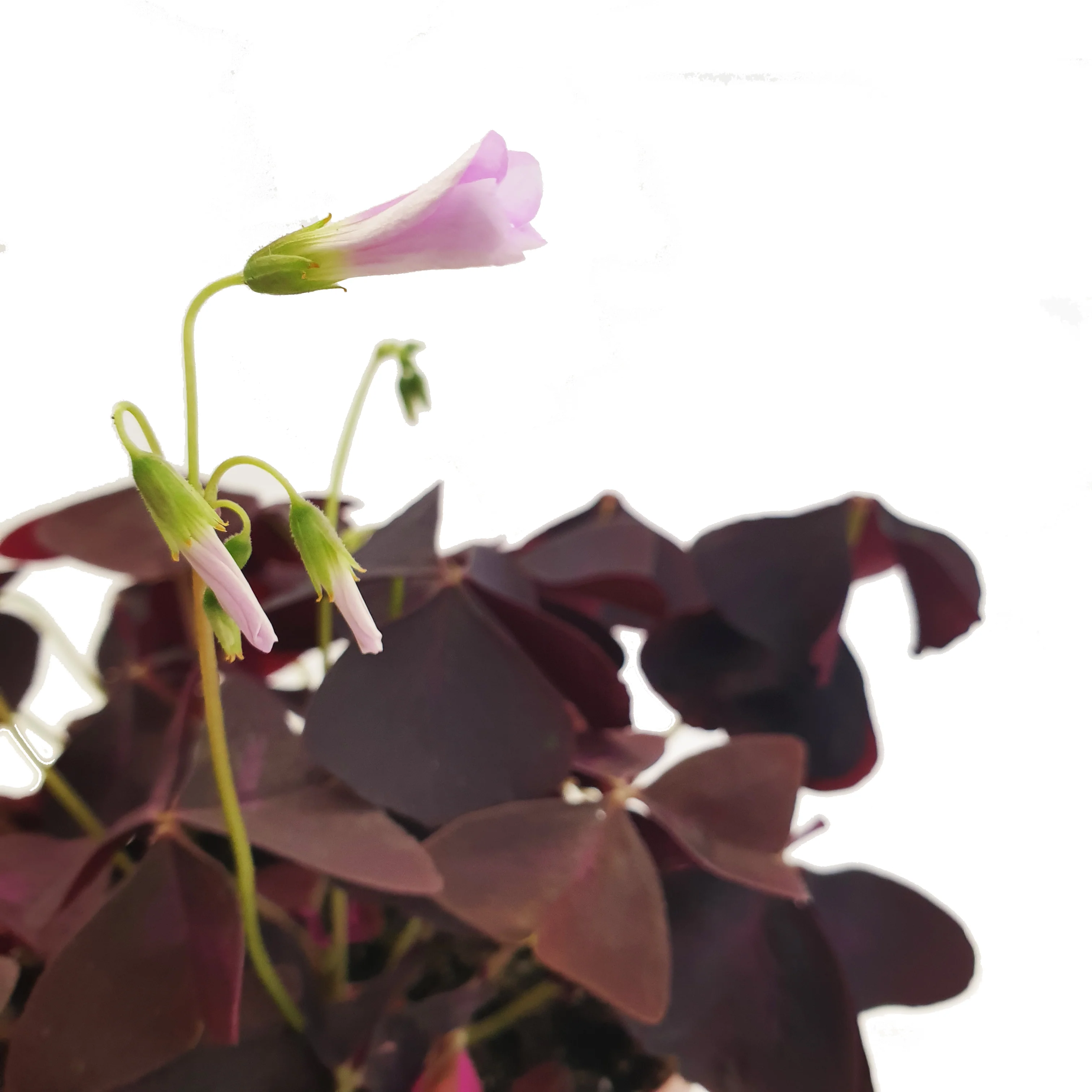 False Shamrock | Purple - Image 5