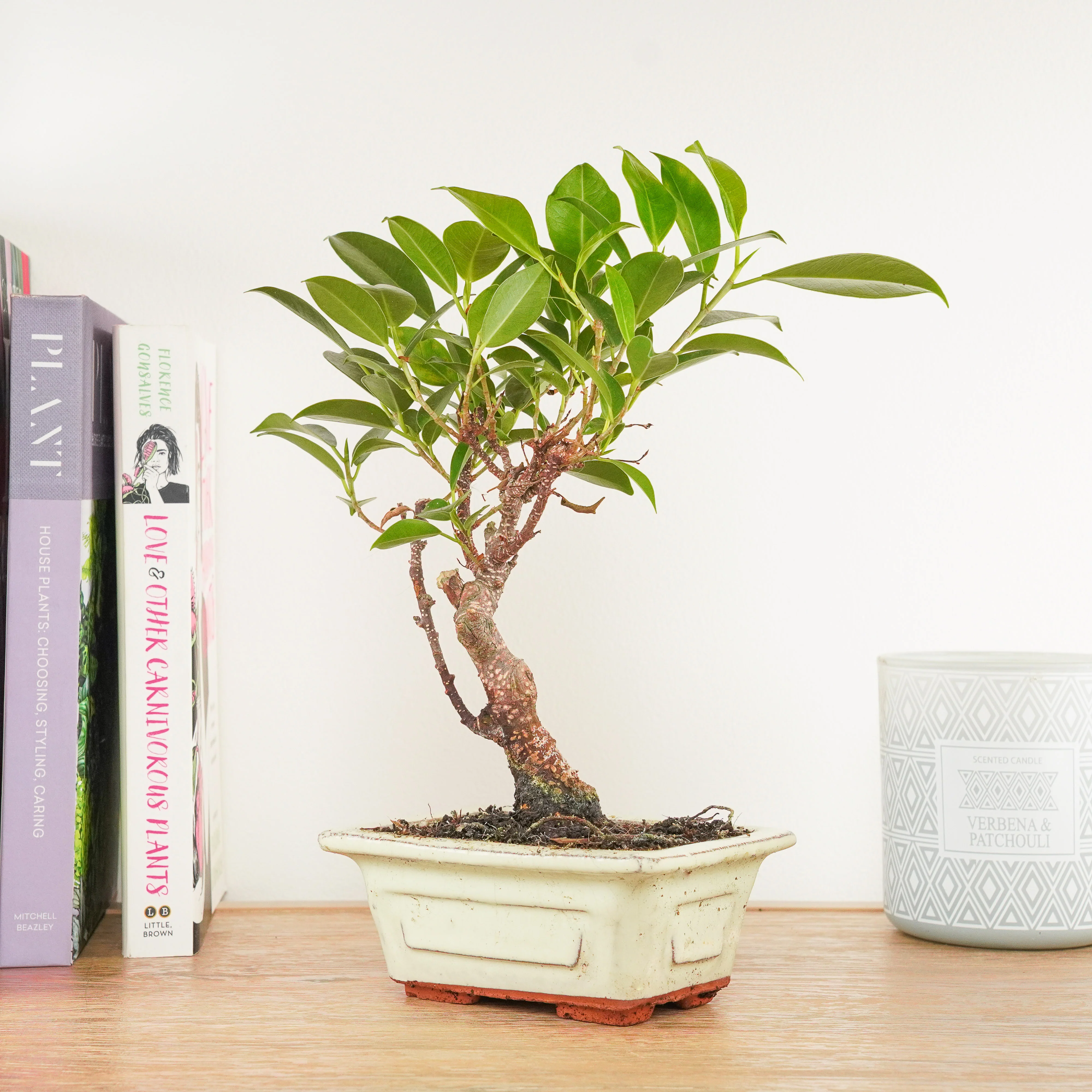 Ficus Retusa | Bonsai - Image 2