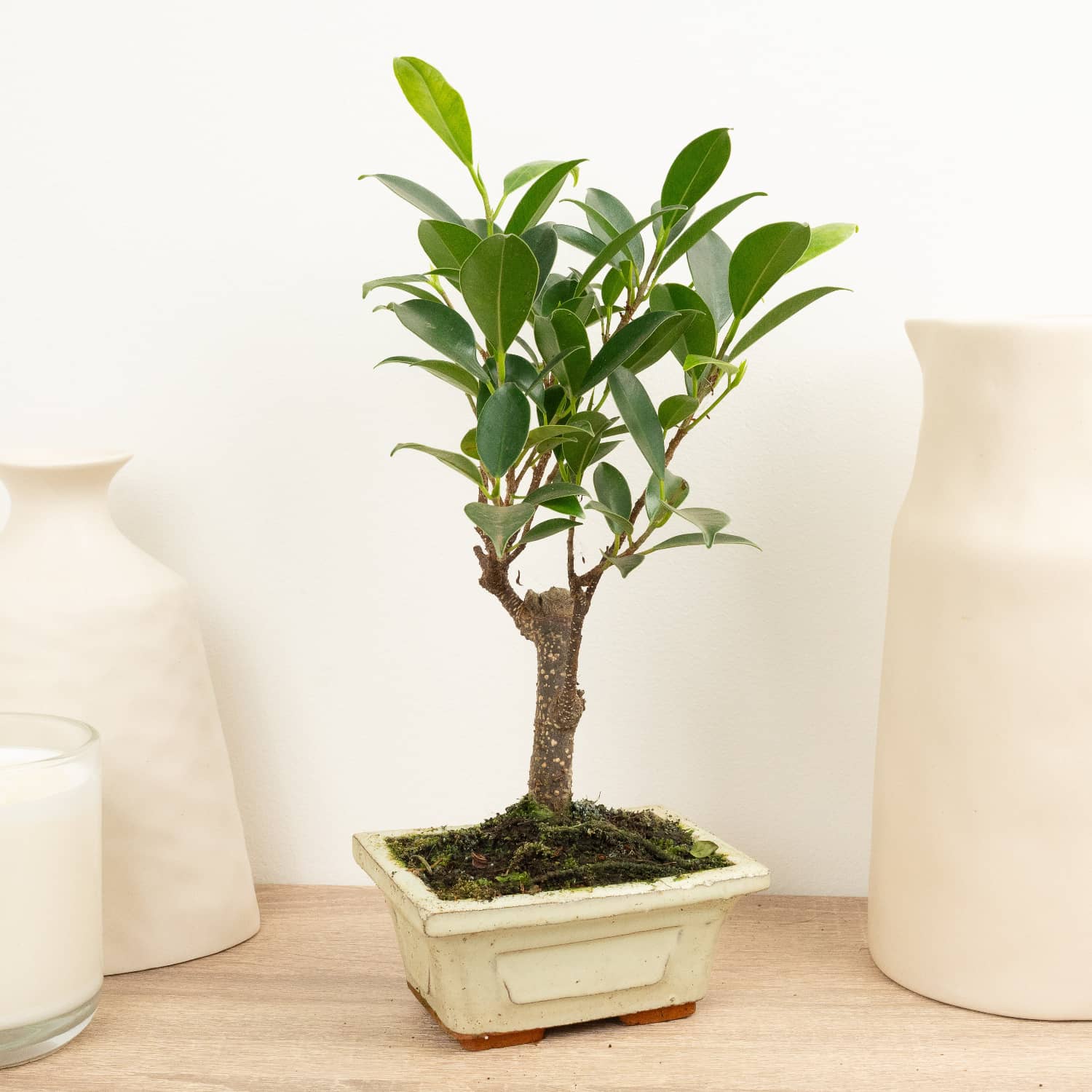 Ficus Retusa | Bonsai - Image 3