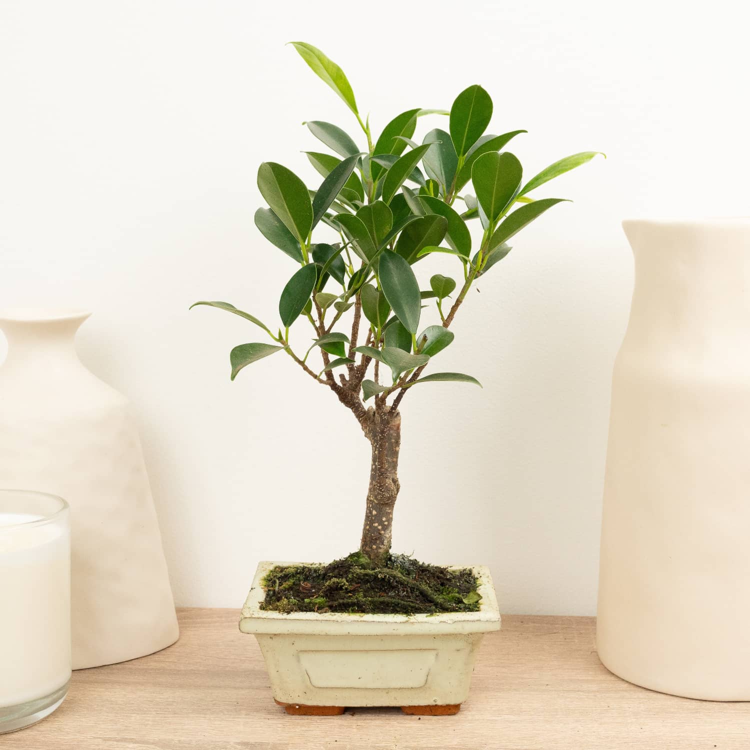 Ficus Retusa | Bonsai - Image 4