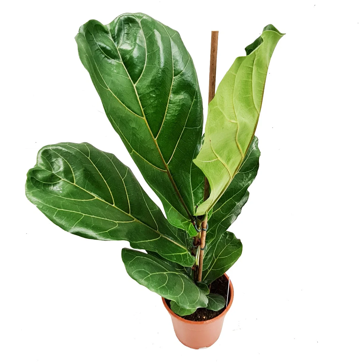 Fiddle Leaf Fig - Image 3