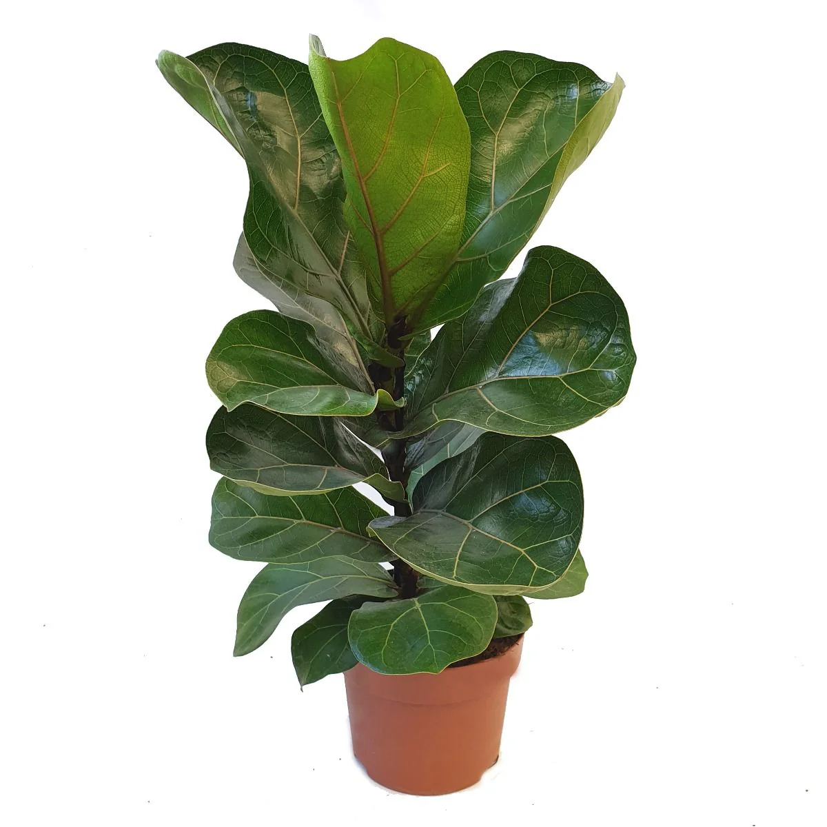 Fiddle Leaf Fig | Bambino - Image 3