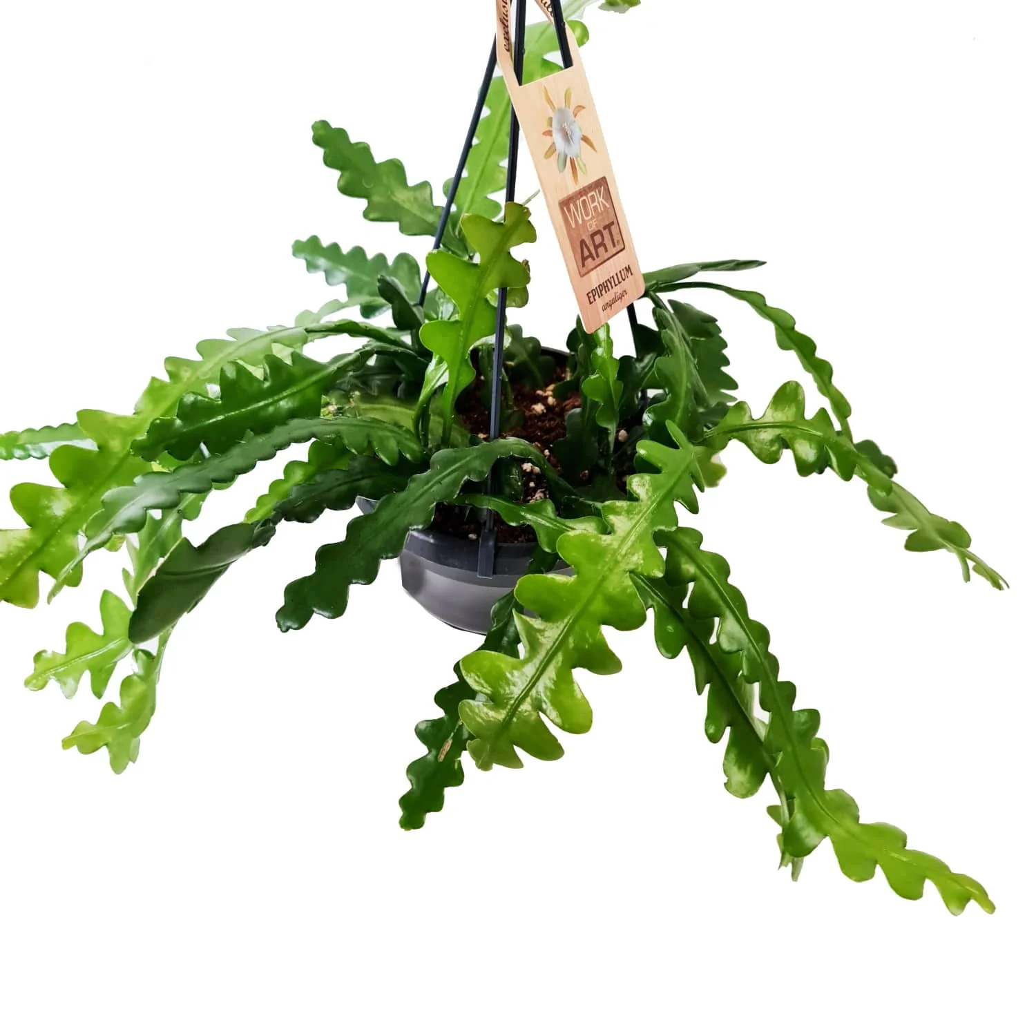 Fishbone Cactus - Image 3