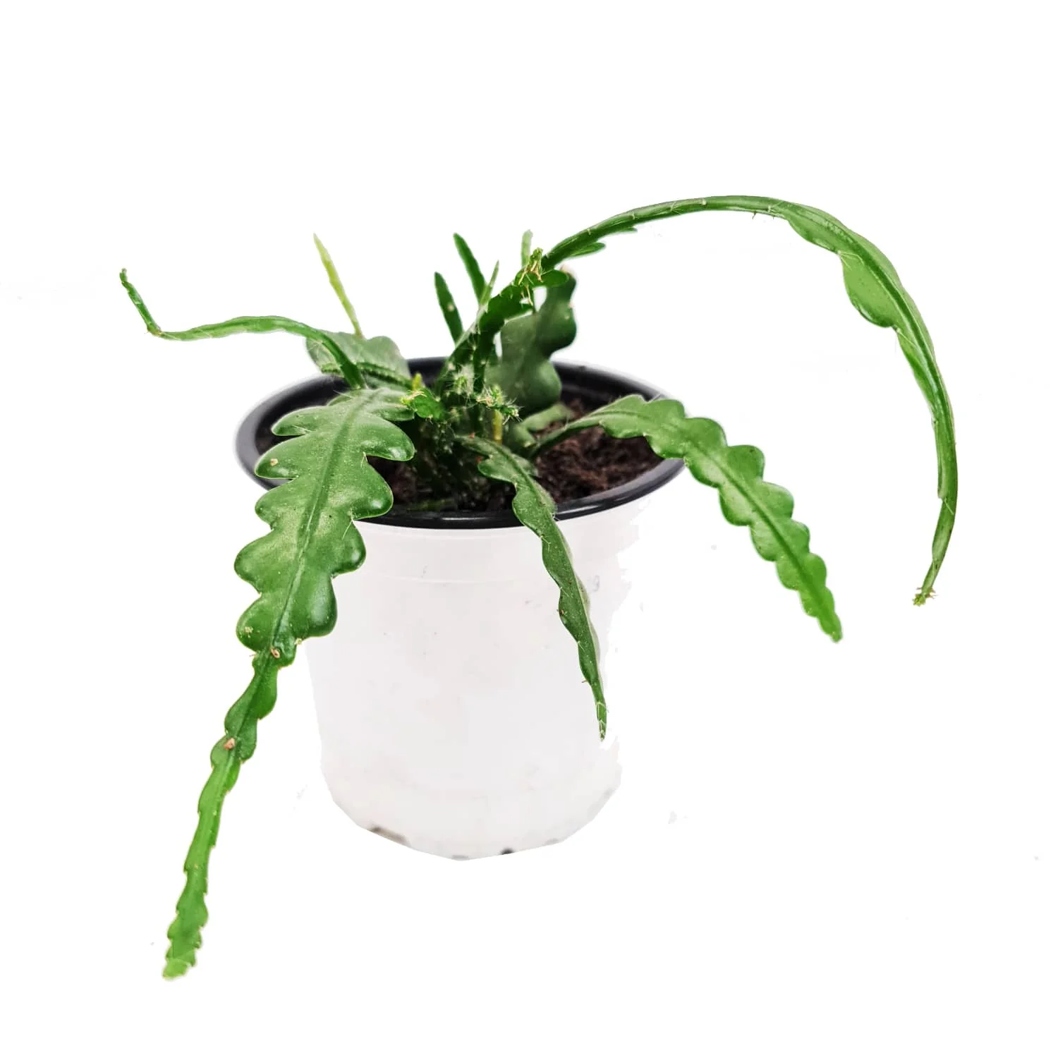 Fishbone Cactus - Image 4