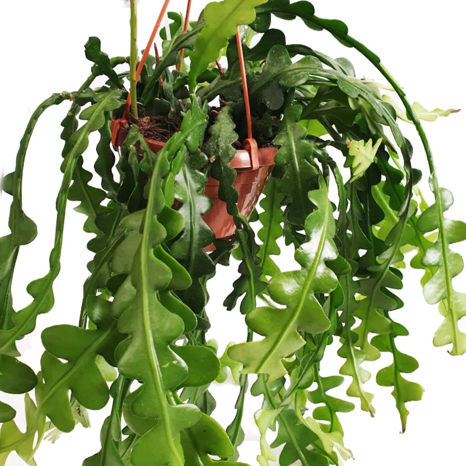 Fishbone Cactus - Image 5