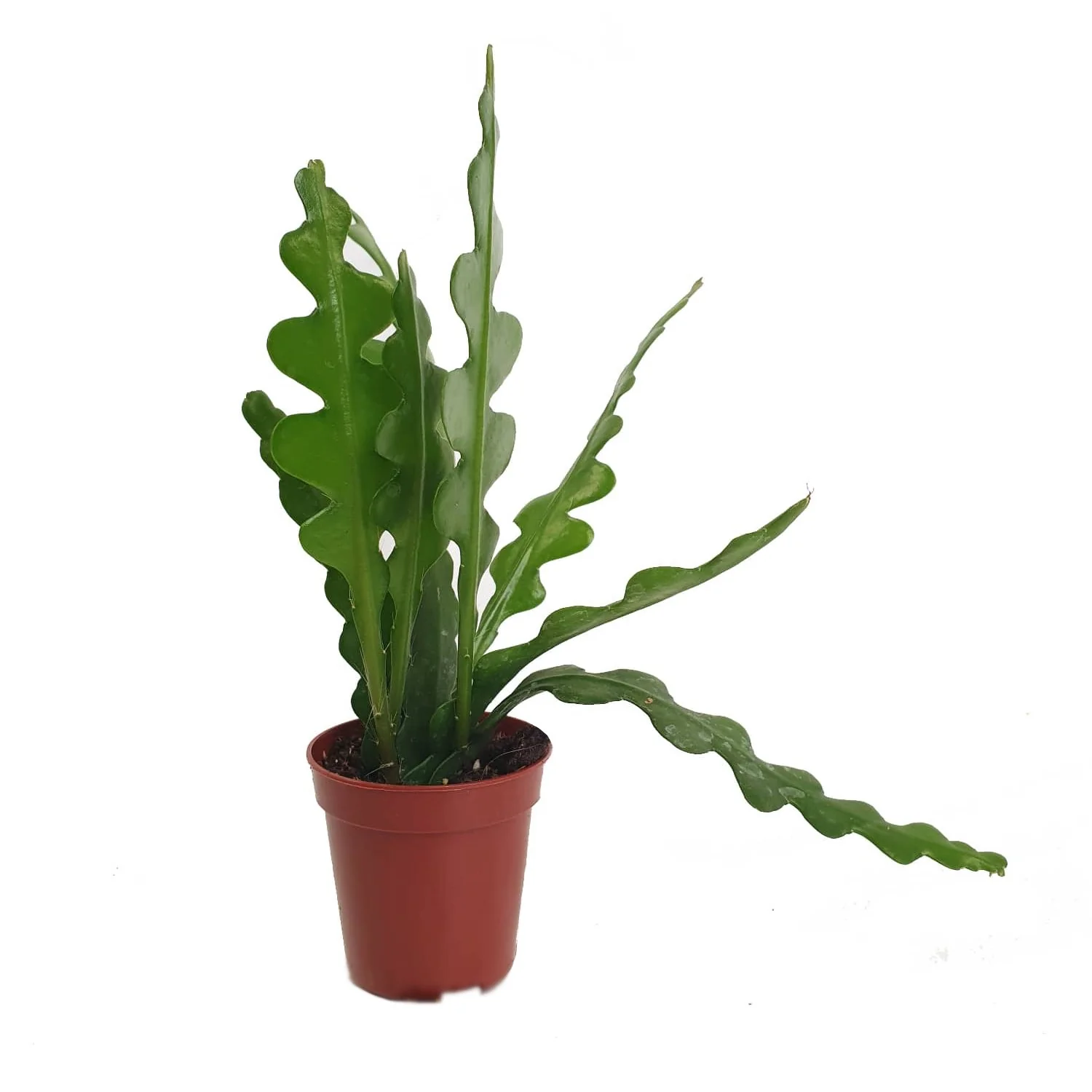 Fishbone Cactus - Image 6