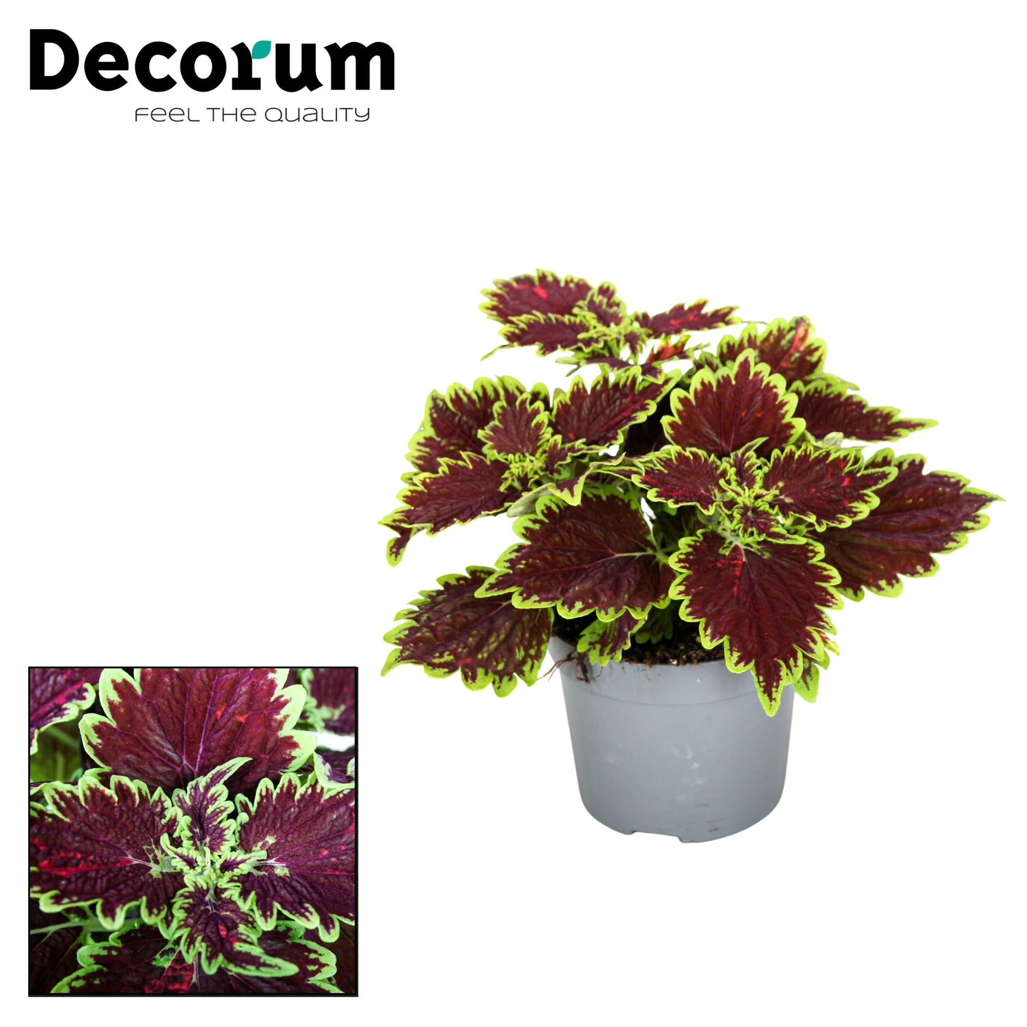Flame Nettle | Bouron Street - Image 2