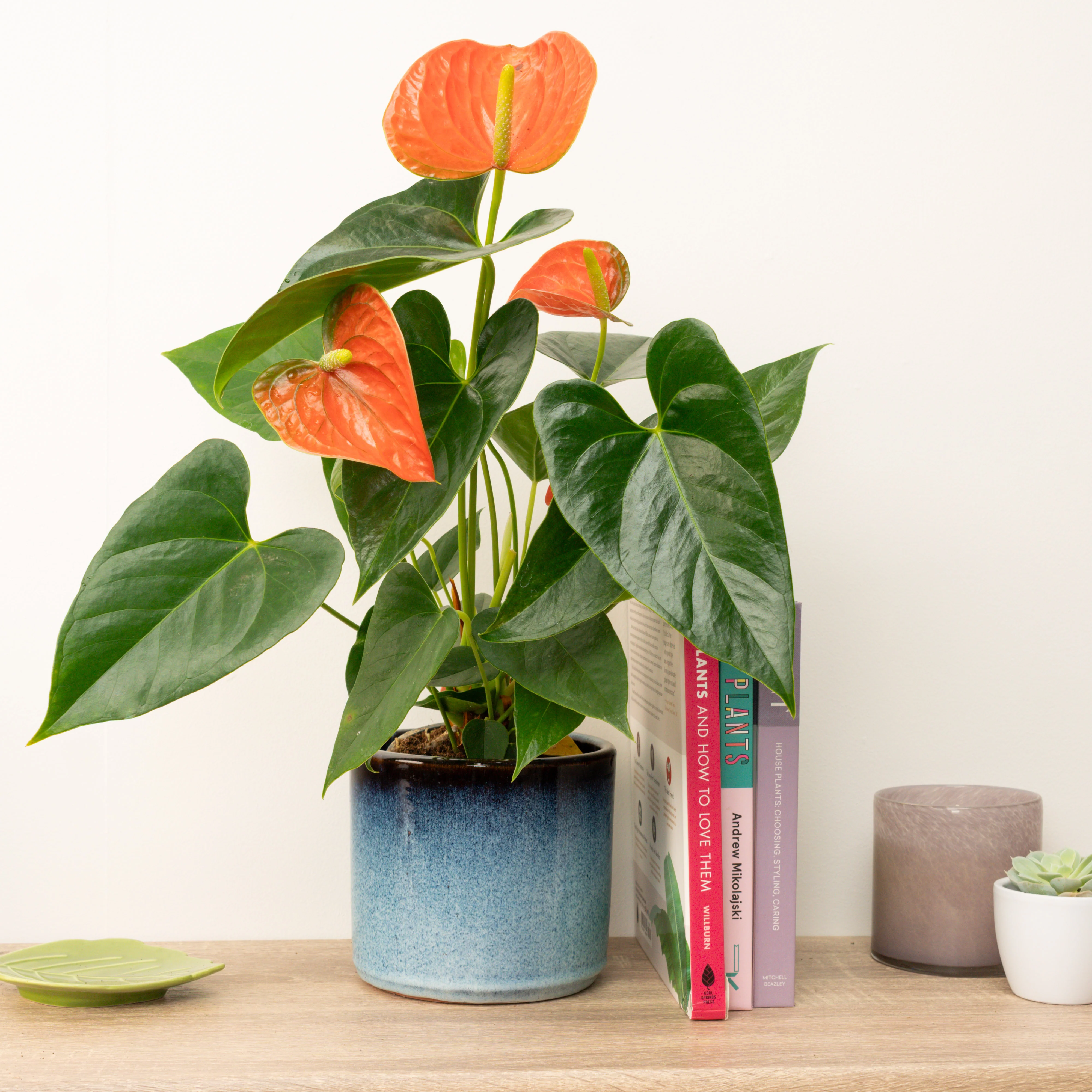 Flamingo Flower | Prince Of Orange