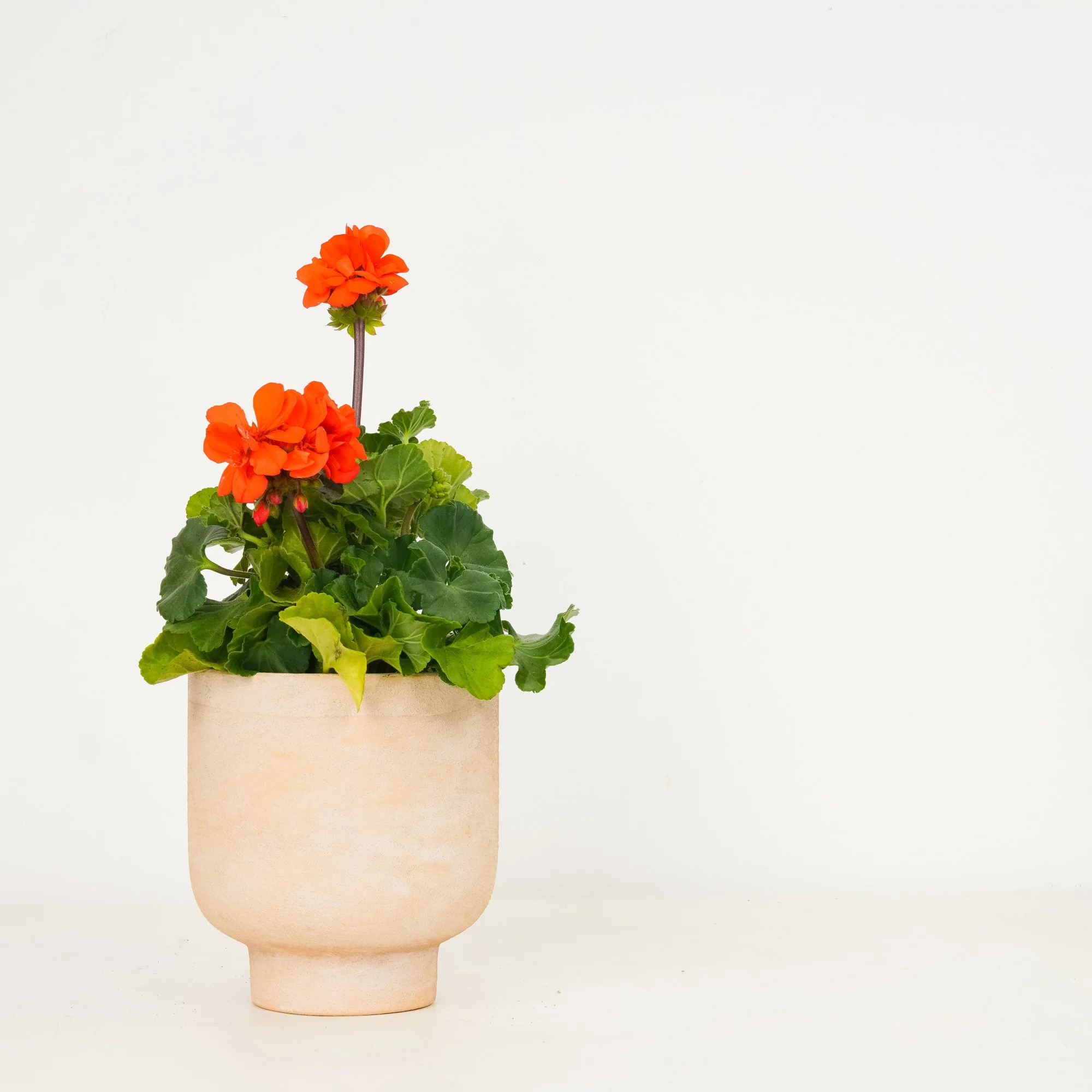 Flowering Patio | Garden Bundle - Image 3