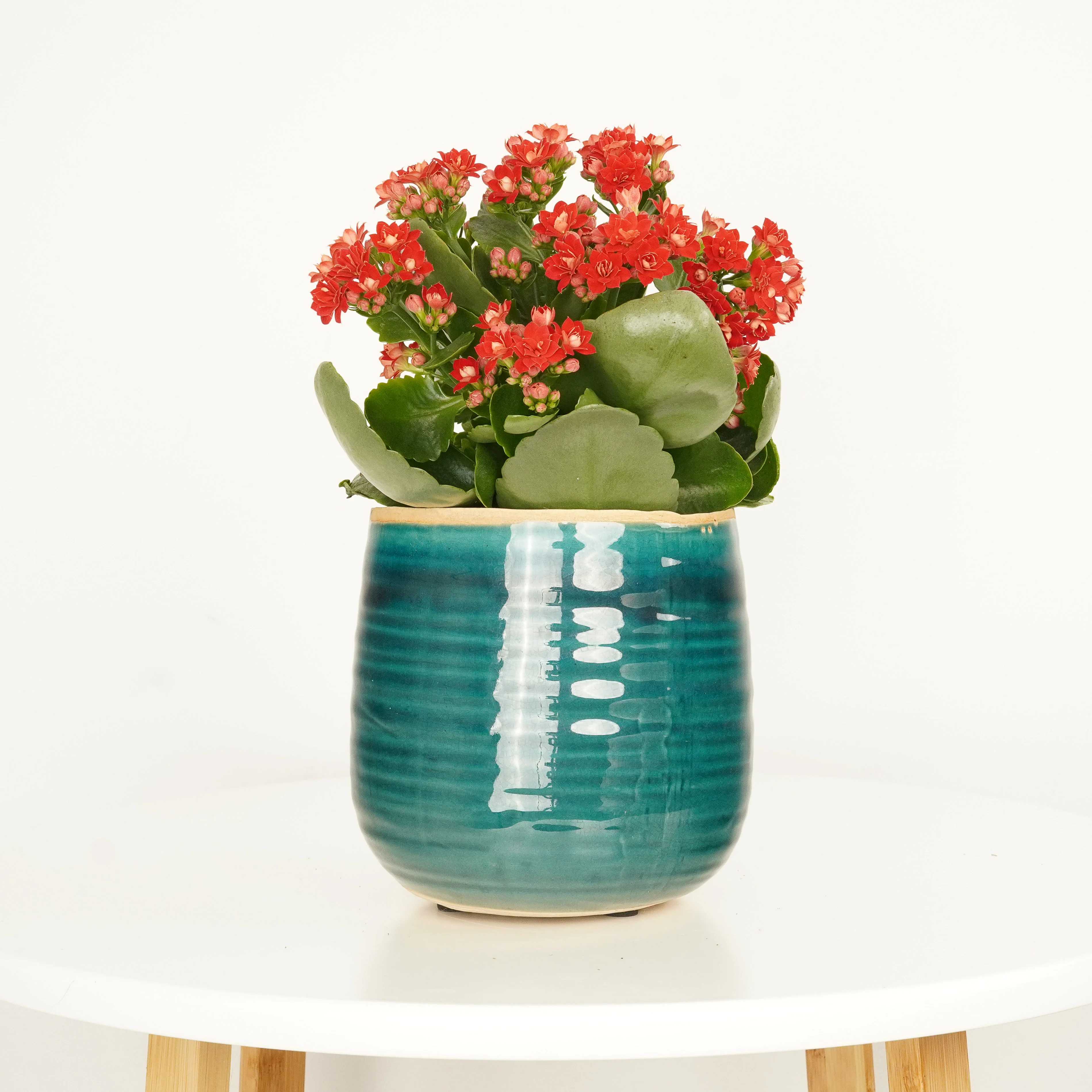 Flowering Red Kalanchoe - Image 3