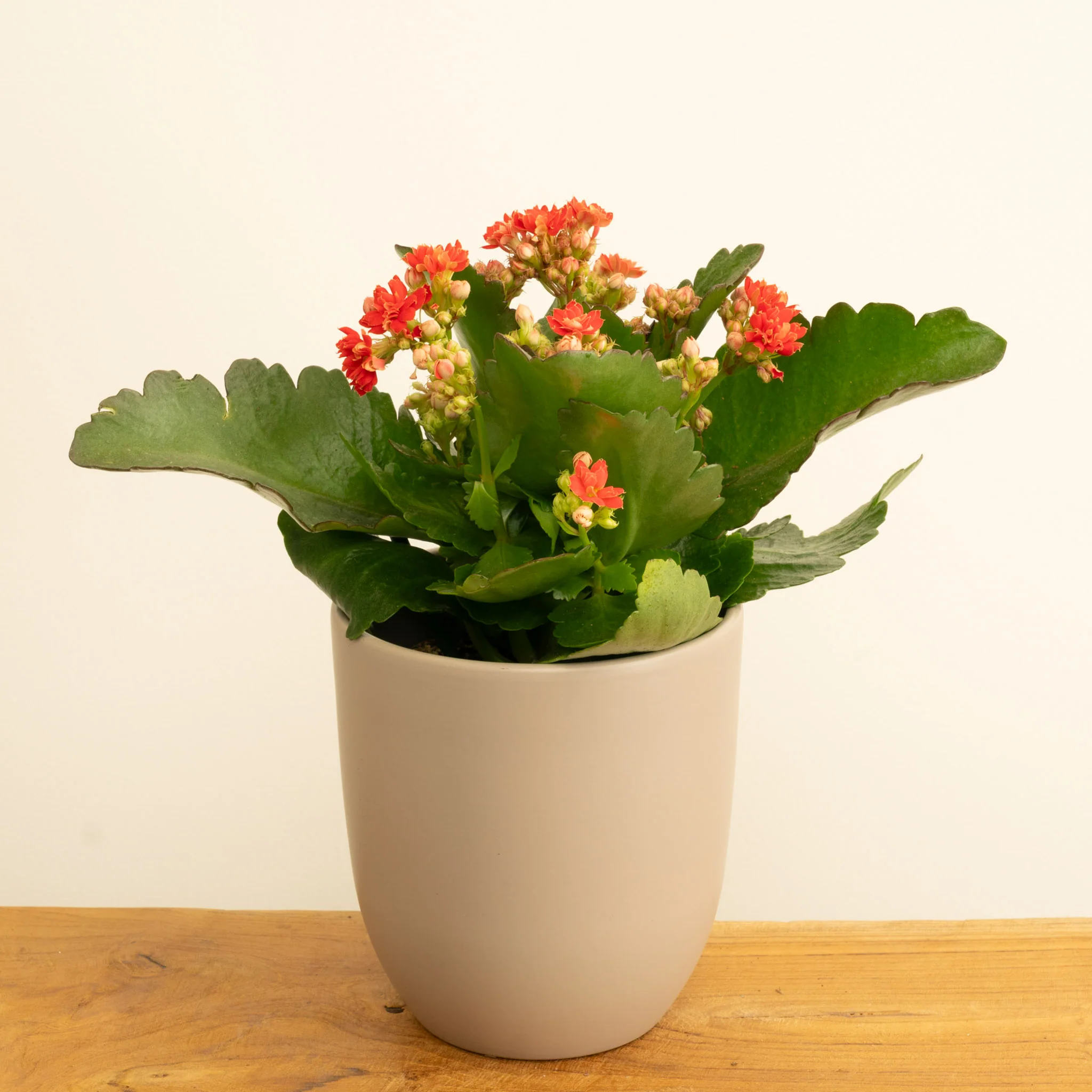 Flowering Red Kalanchoe - Image 4