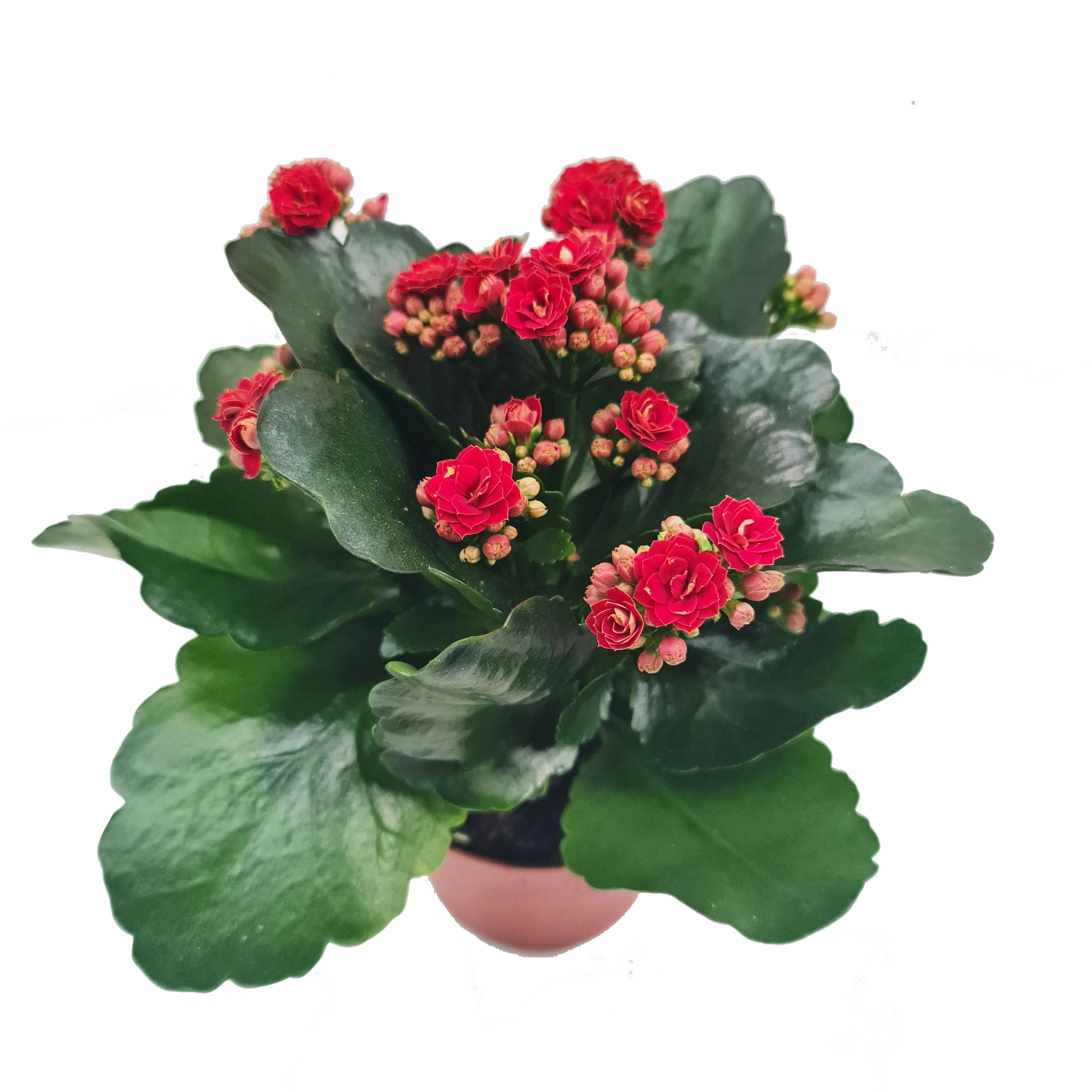 Flowering Red Kalanchoe - Image 5