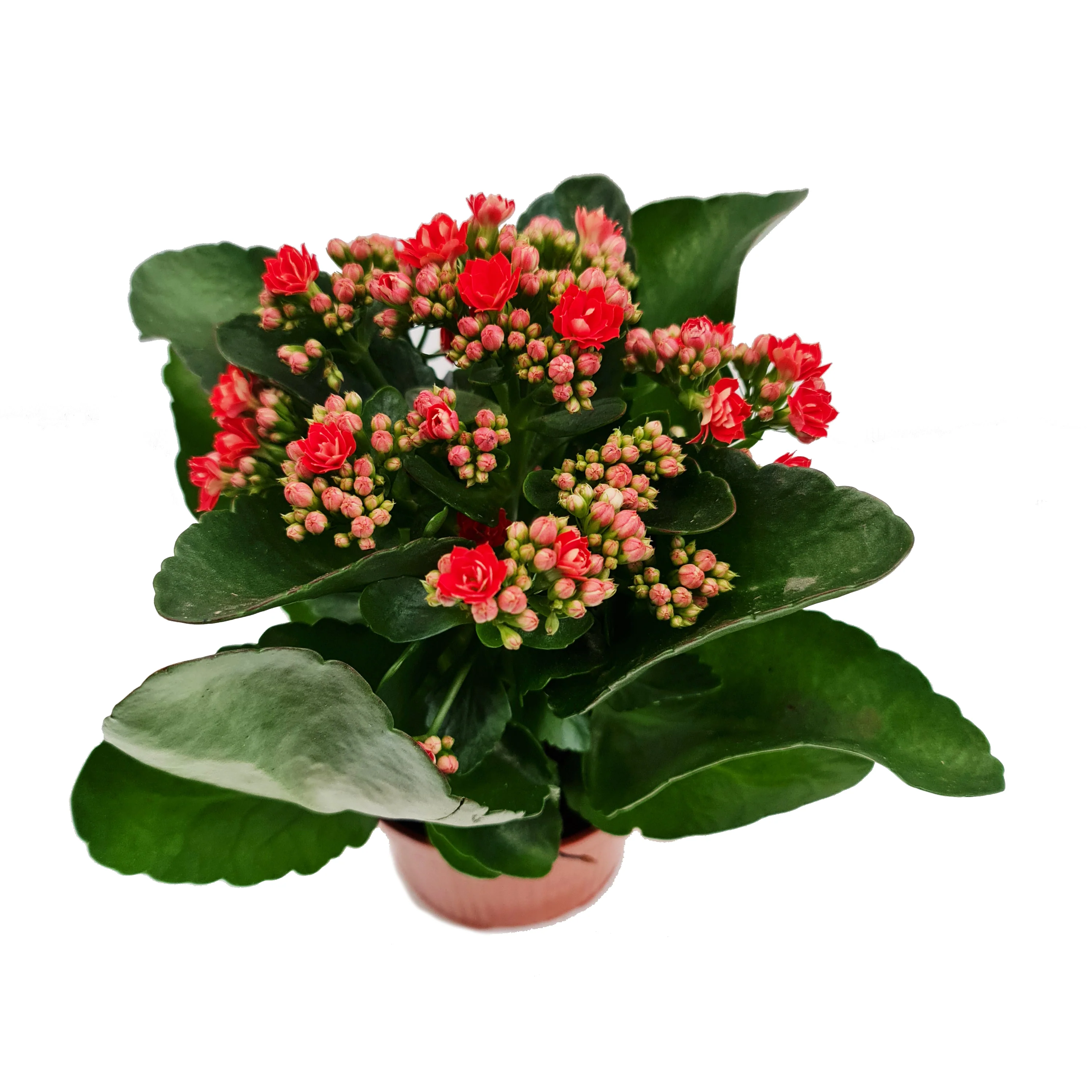 Flowering Red Kalanchoe - Image 6