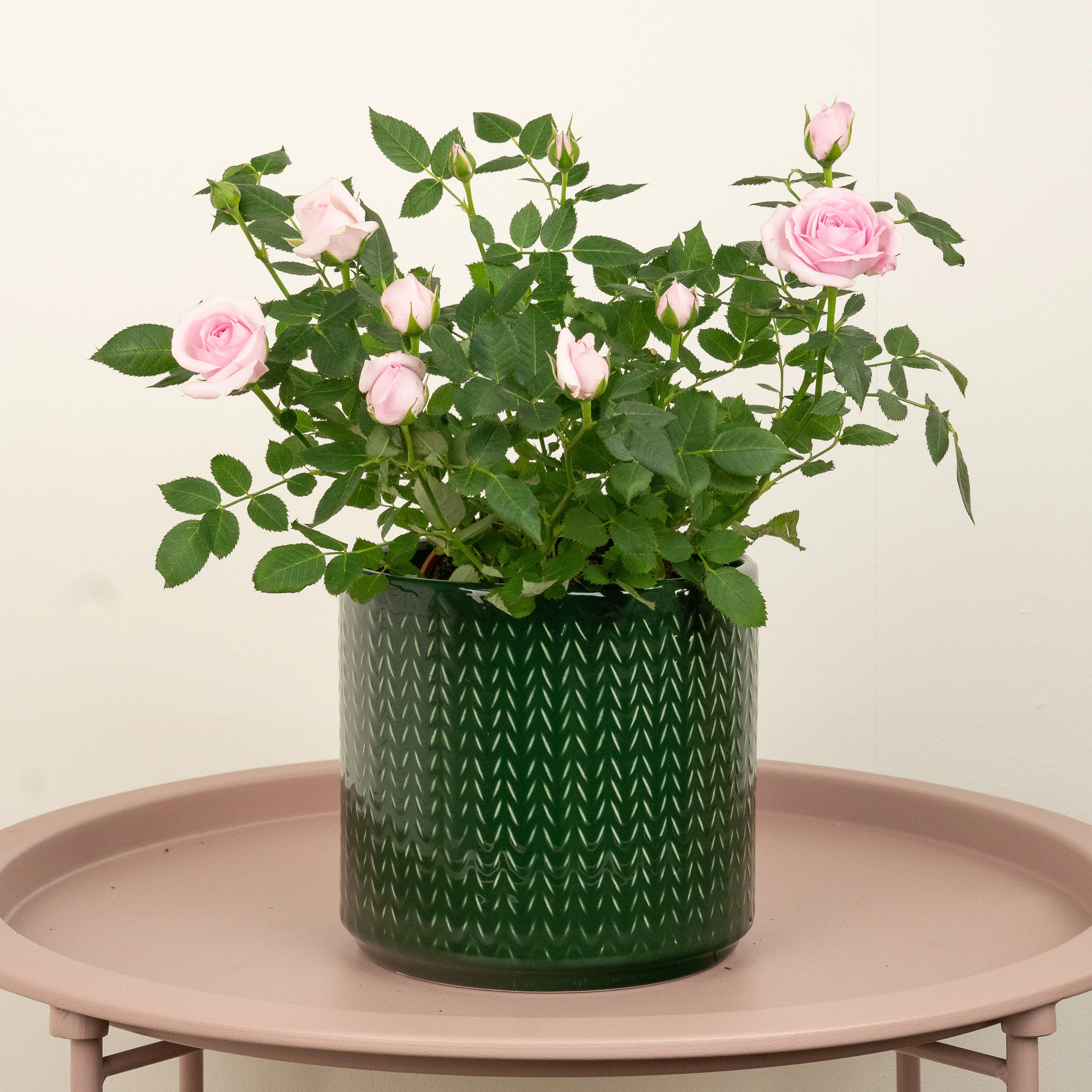 Flowering Rose | Blush Pink - Image 3