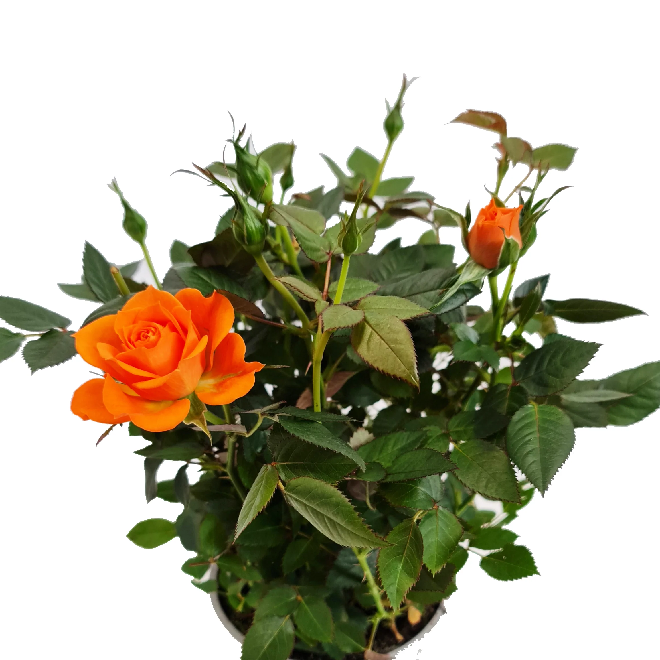 Flowering Rose | Orange - Image 2