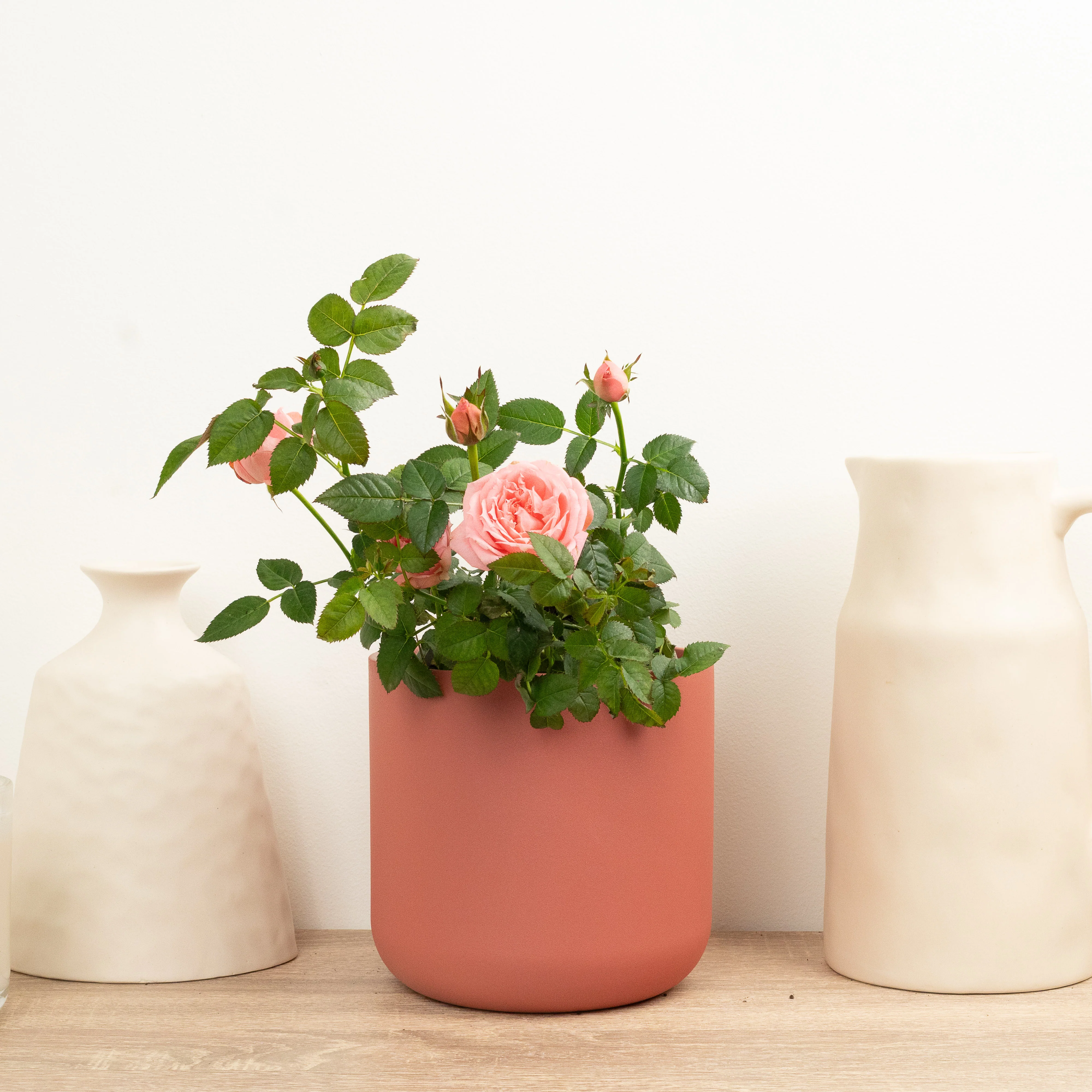 Flowering Rose | Salmon - Image 2