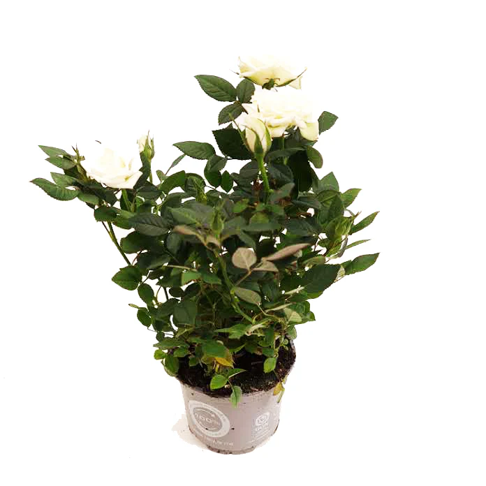 Flowering Rose | White - Image 4