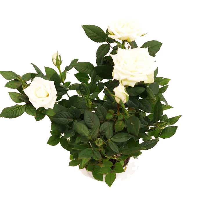Flowering Rose | White - Image 5
