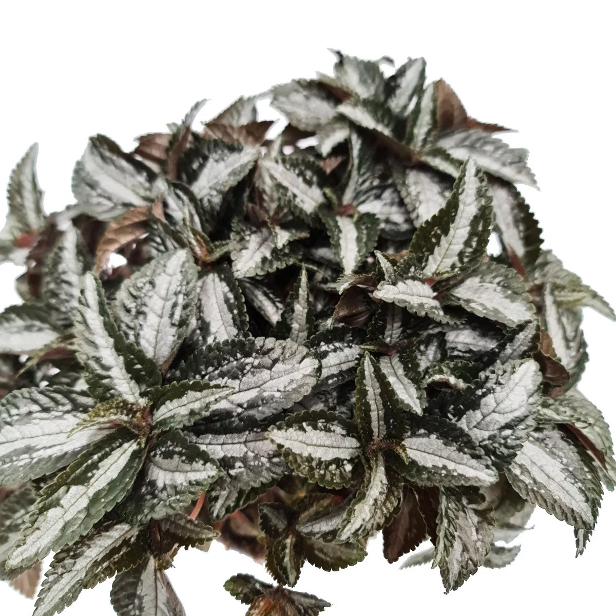 Friendship Plant | Silver Tree