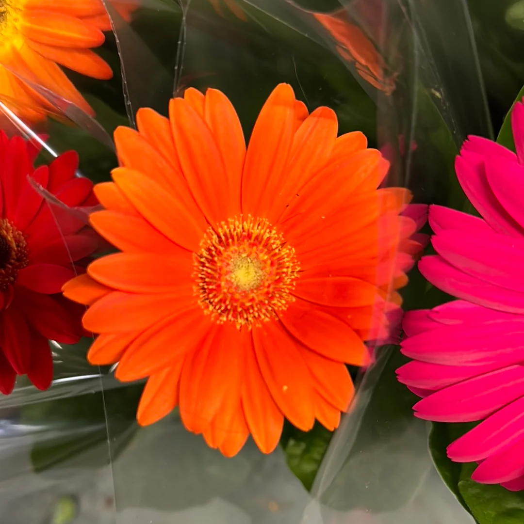 Gerbera | Various Colours - Image 8