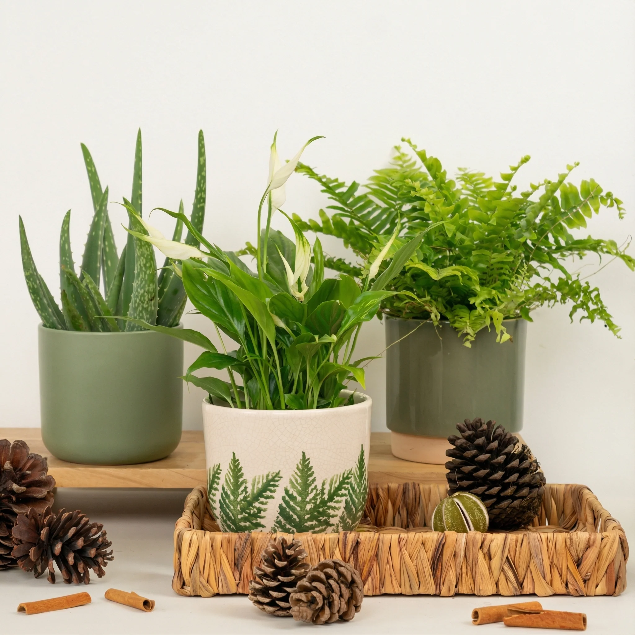Gift Of Fresh Air | Plant Bundle