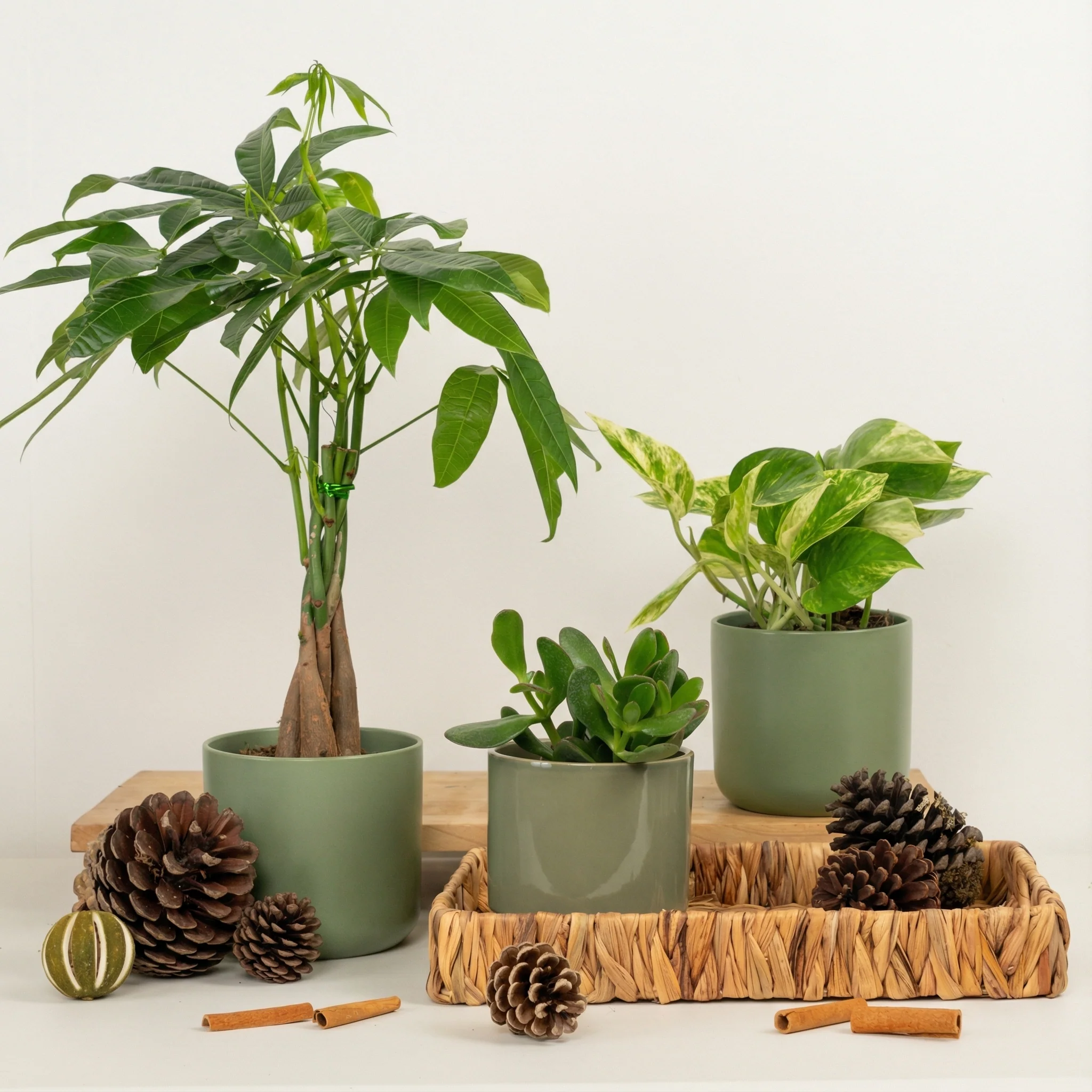 Good Energy | Plant Bundle