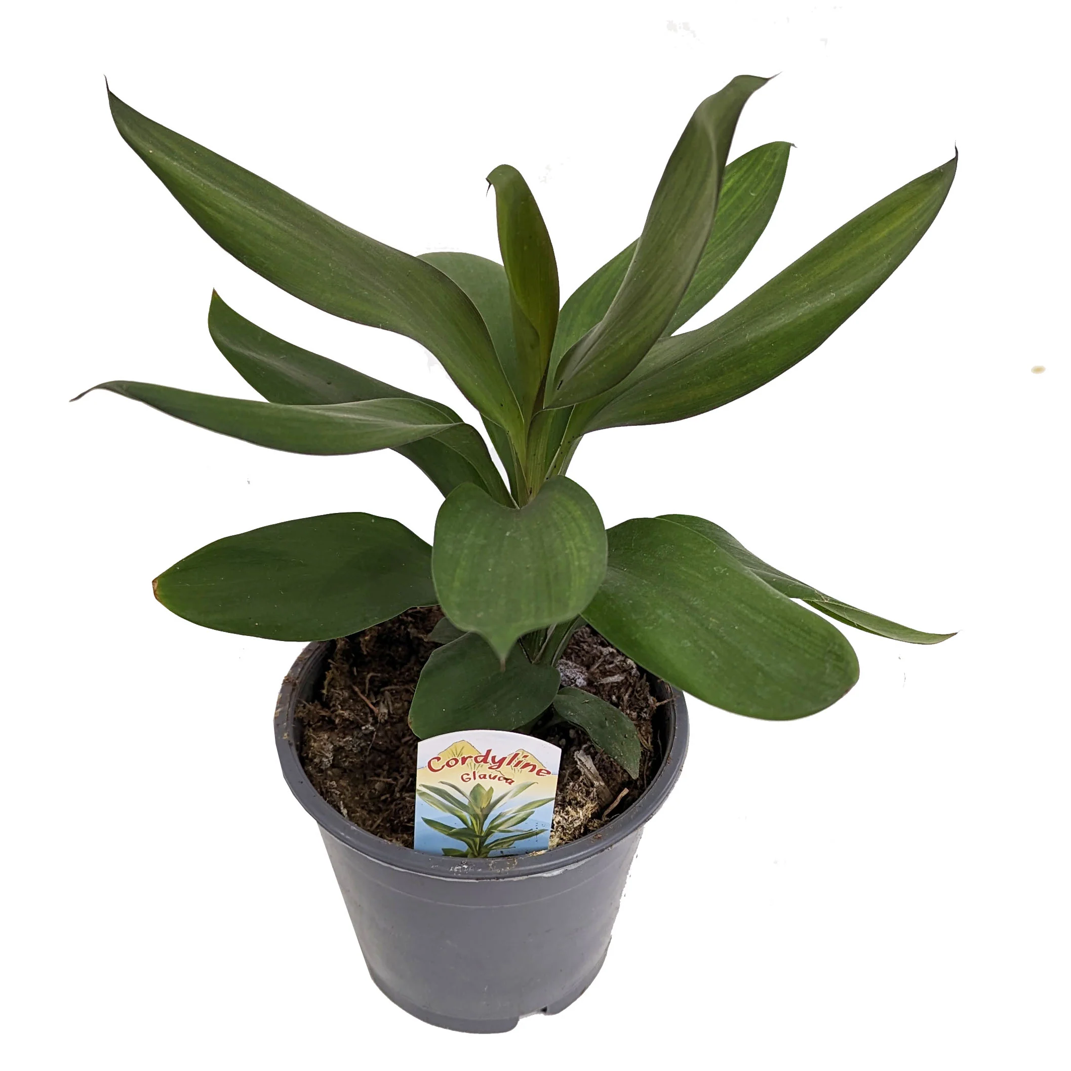 Good Luck Plant | Glauca - Image 2