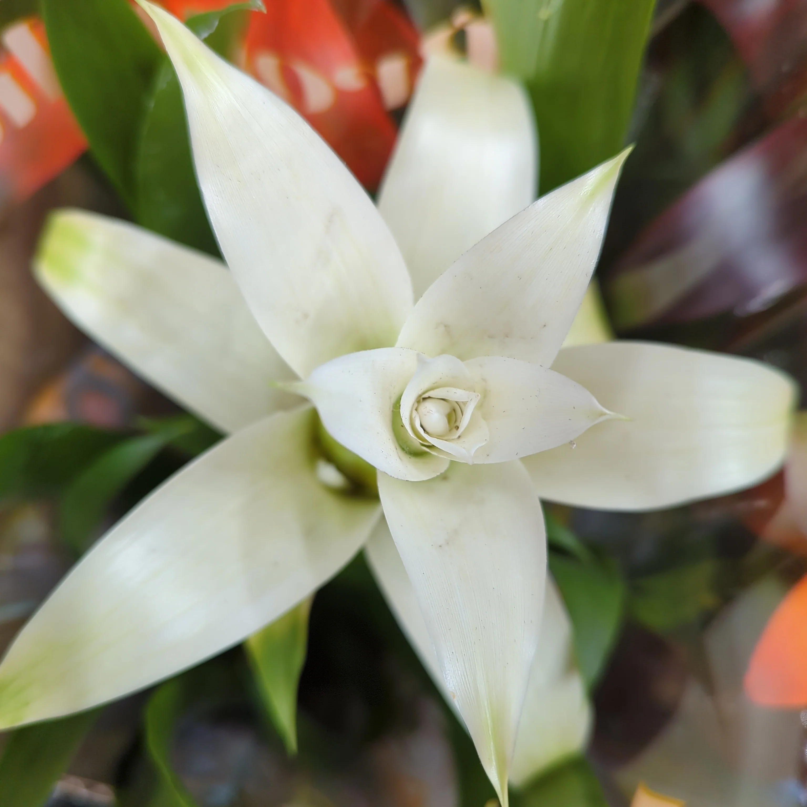 Guzmania Bromeliad | White - Image 2